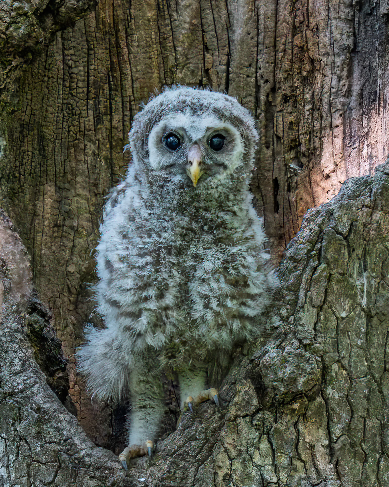 Baby Barred Owl