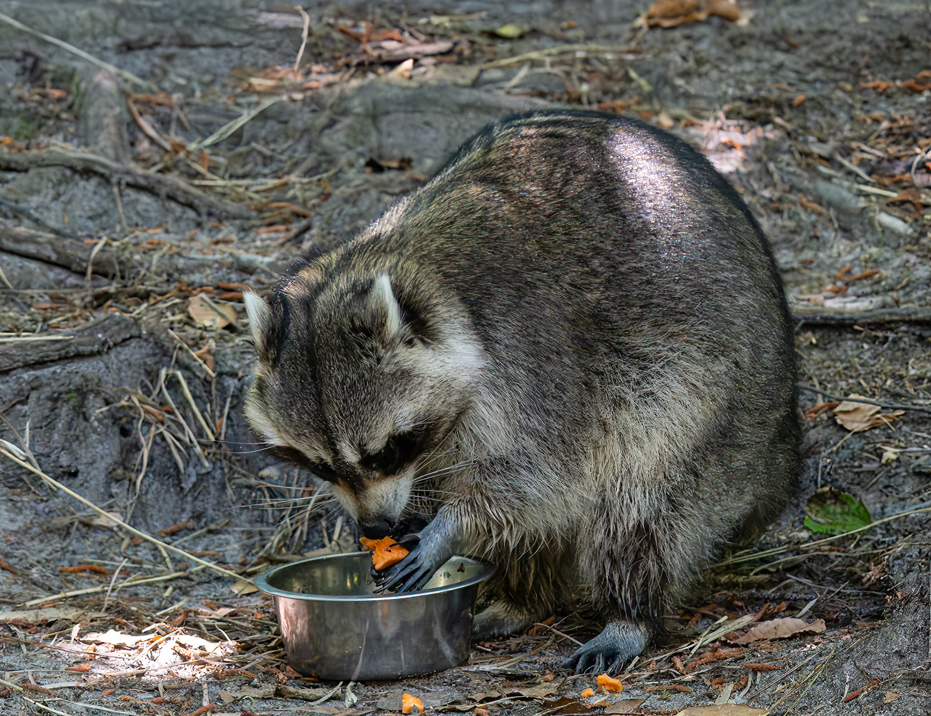 Raccoon