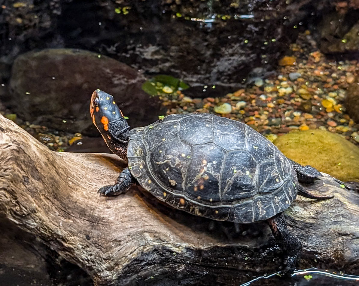 Spotted Turtle