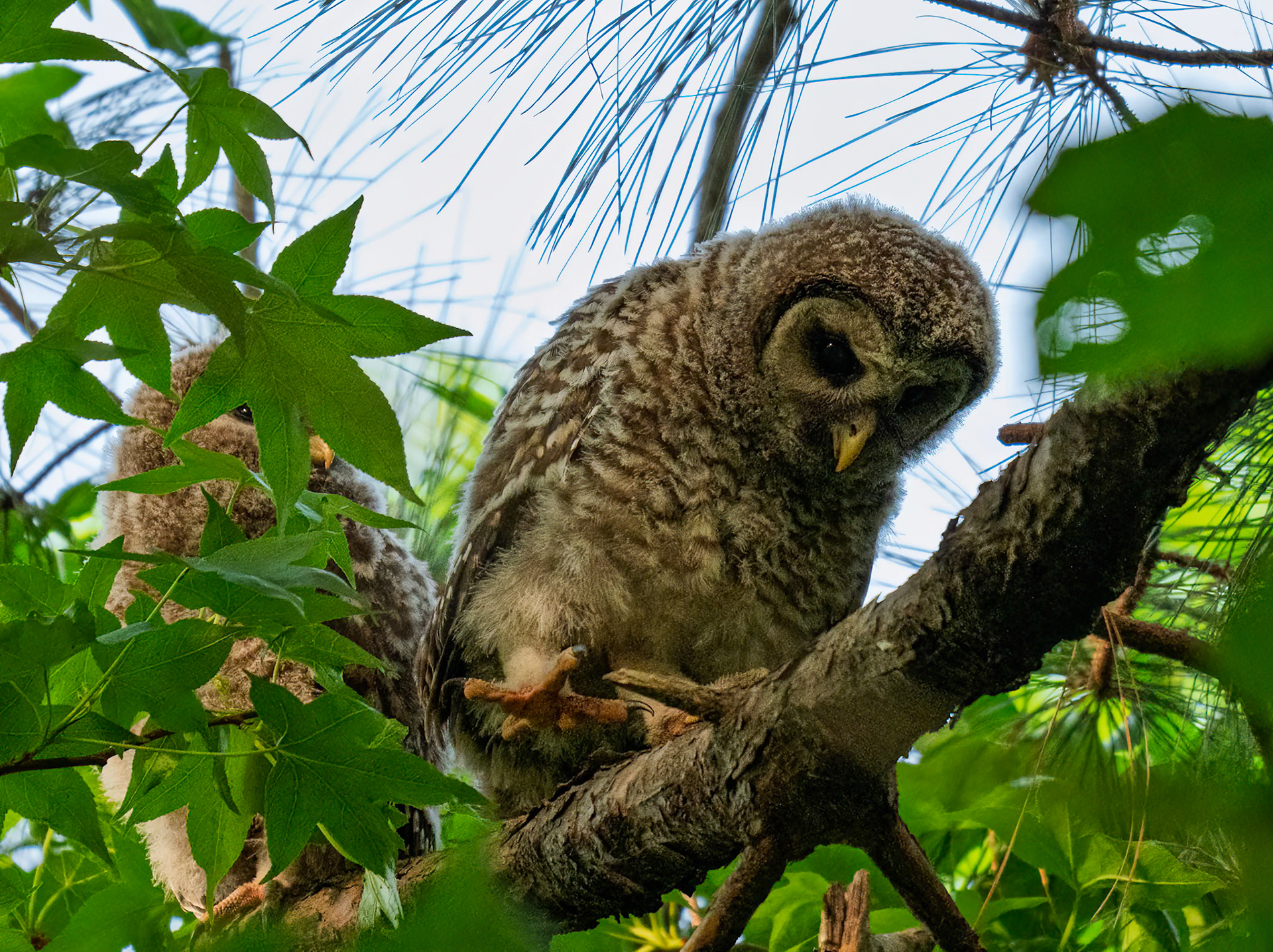 Baby Barred Owl
