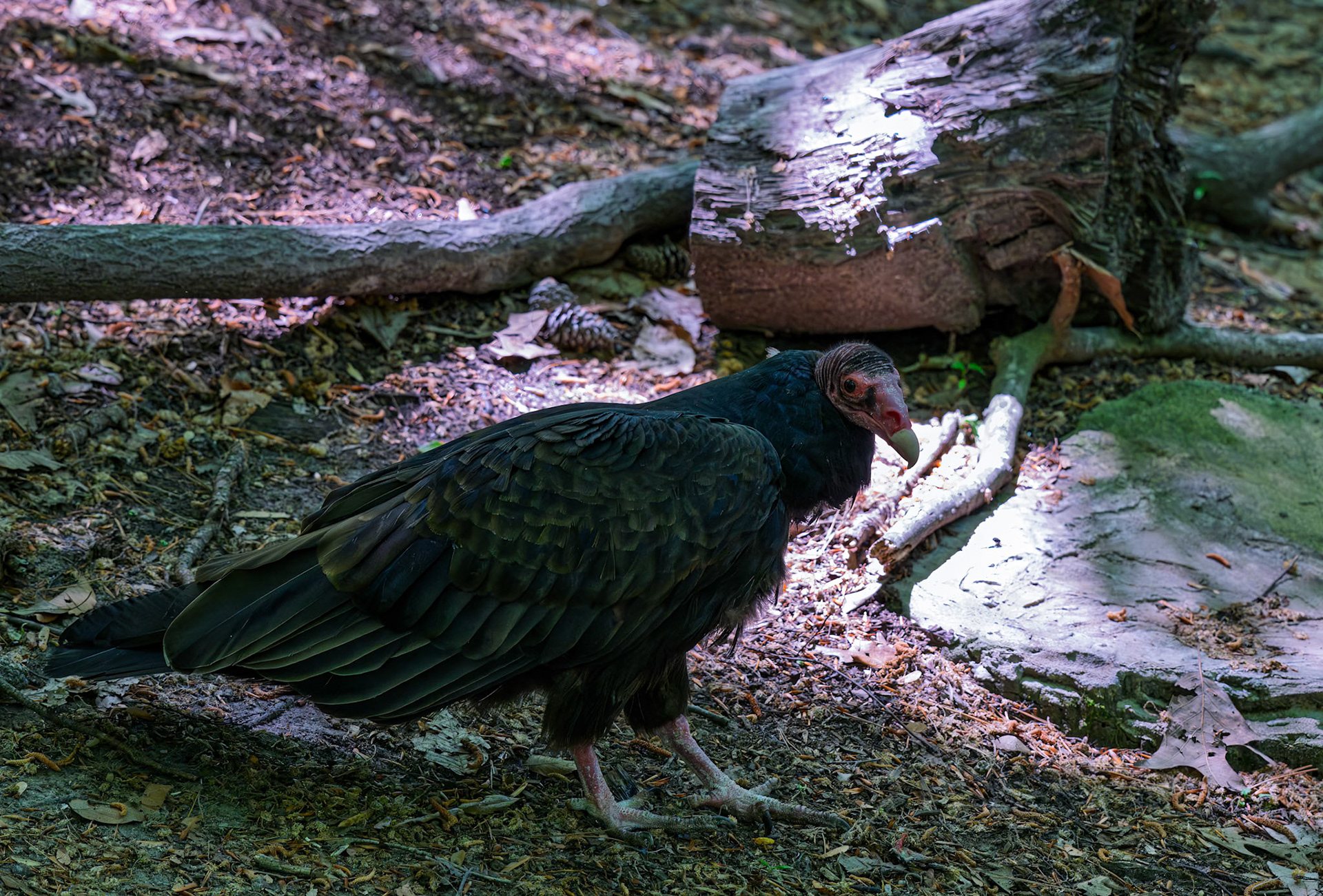 Turkey Vulture