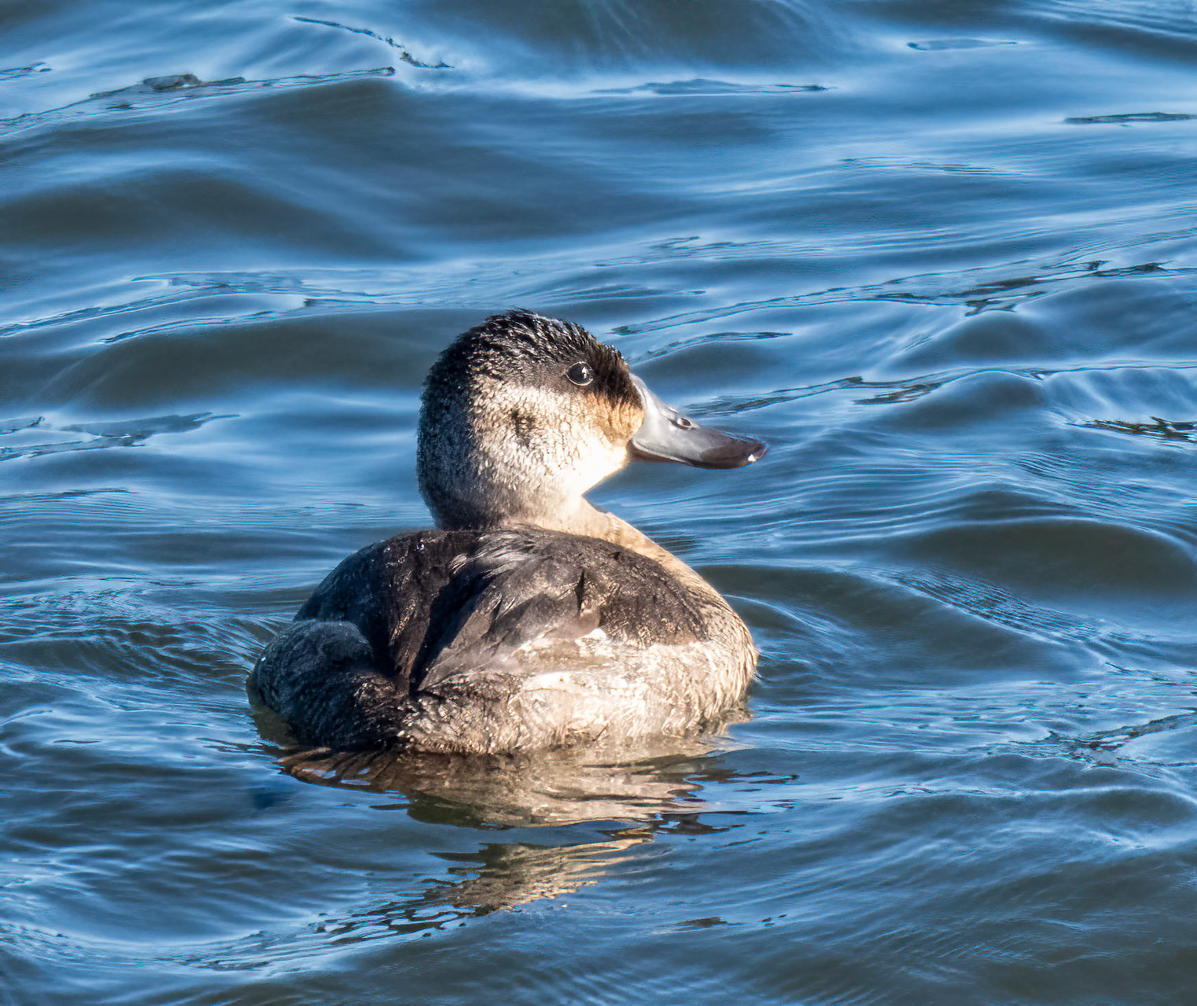 Ruddy Duck