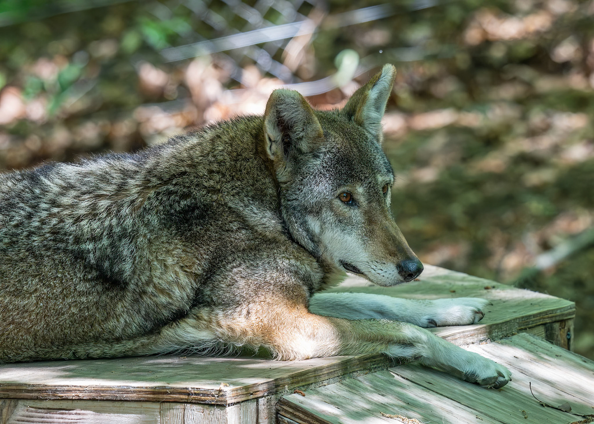 Red Wolf