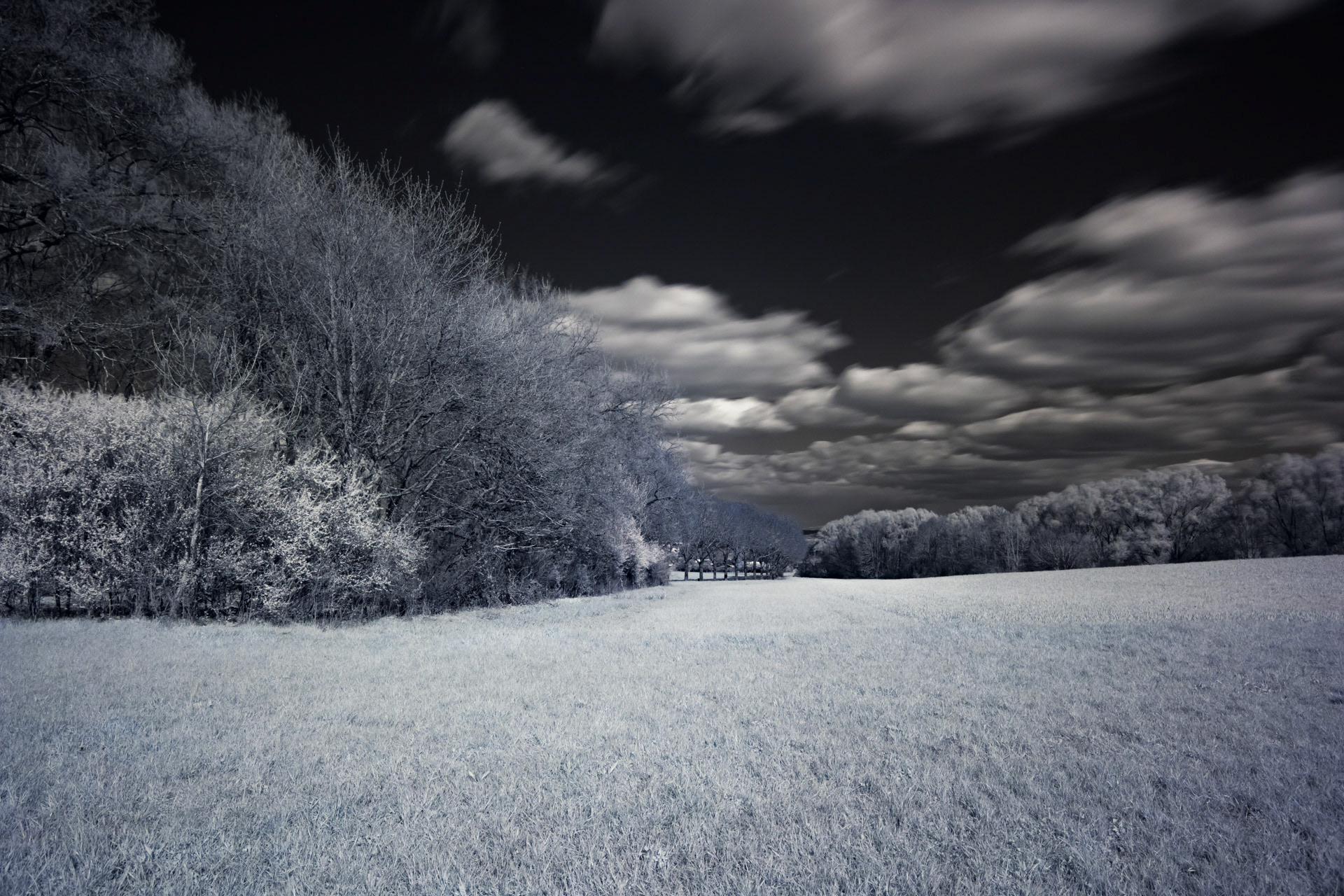 meadow