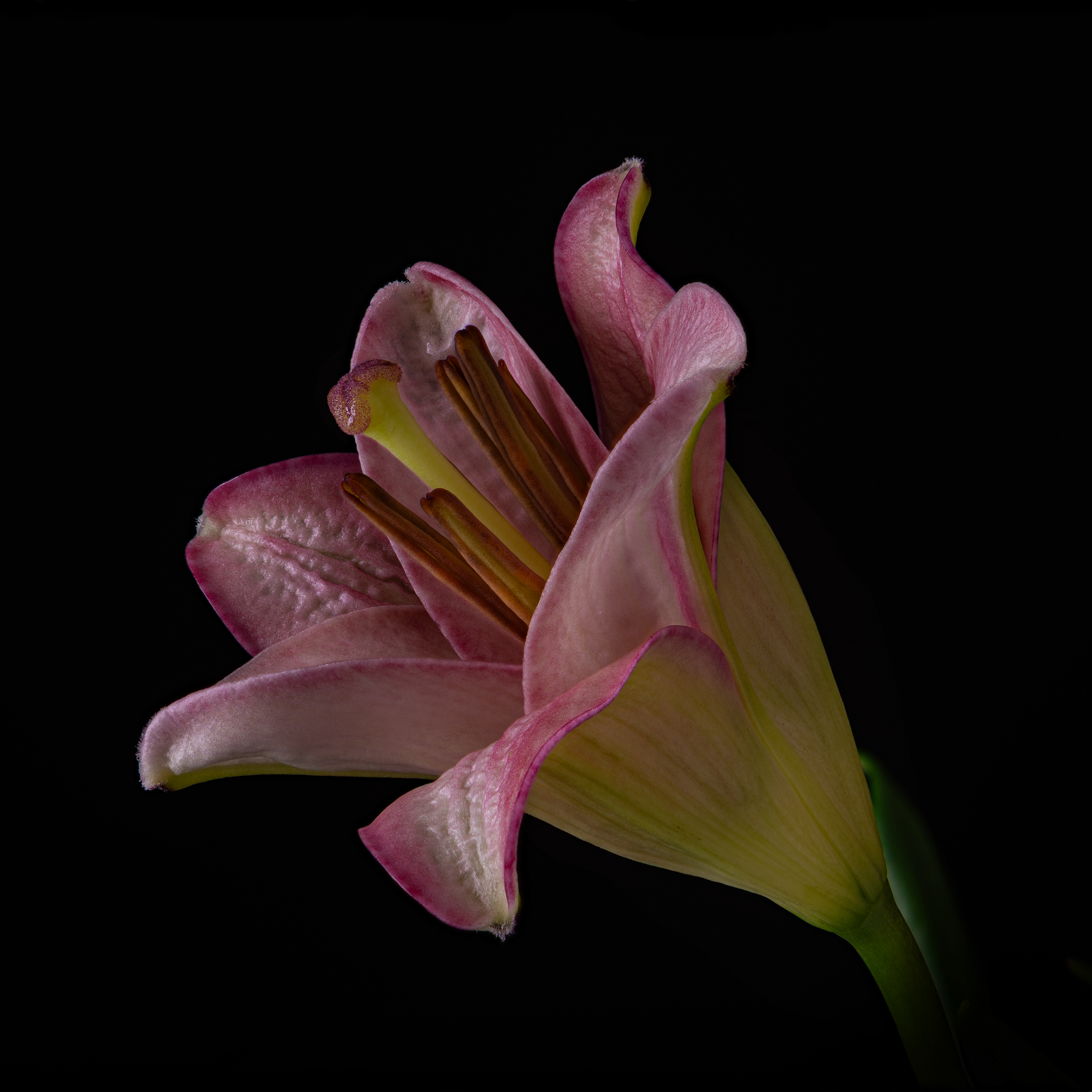 10 - Pink Lilly Opening