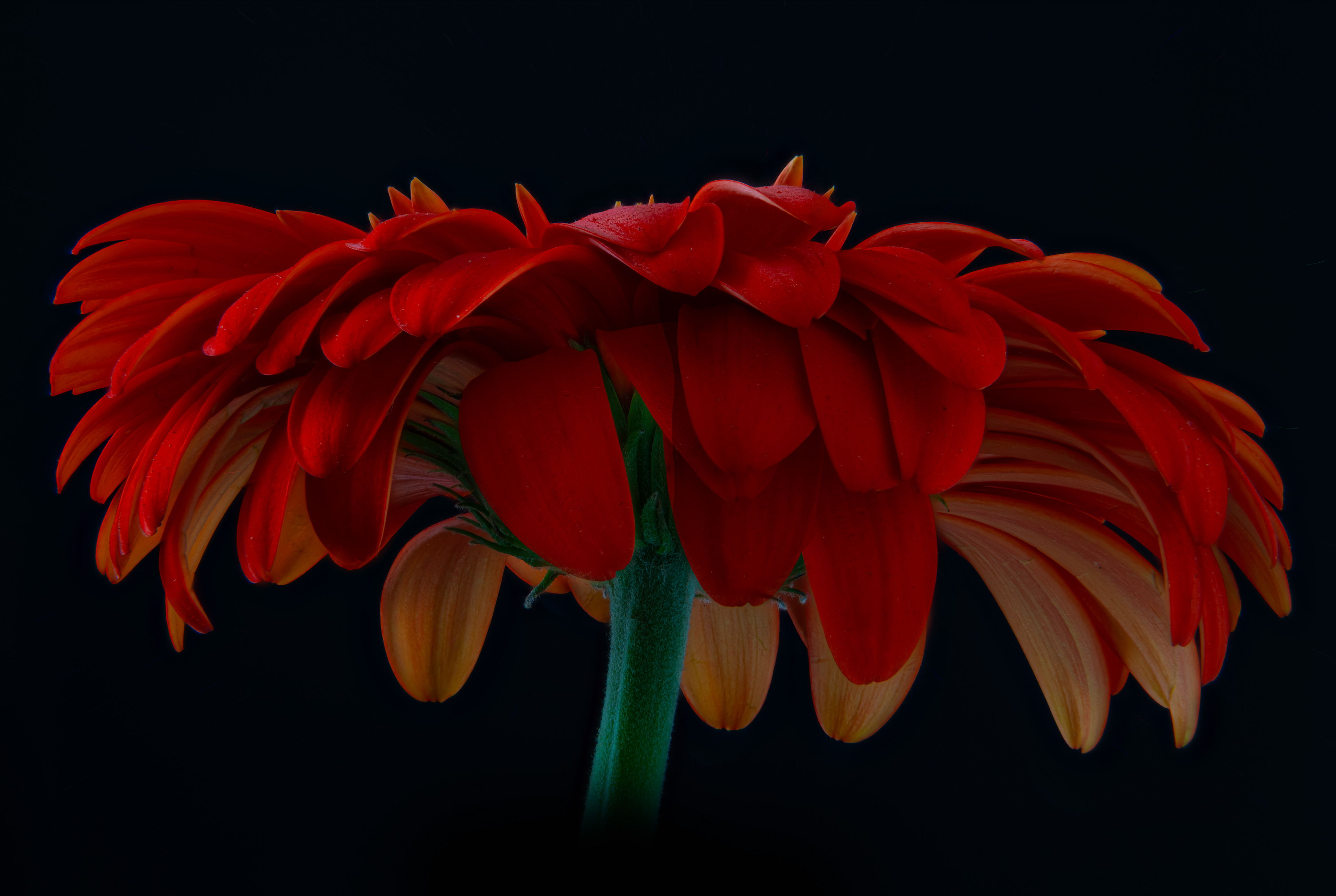 03 - Red Gerber