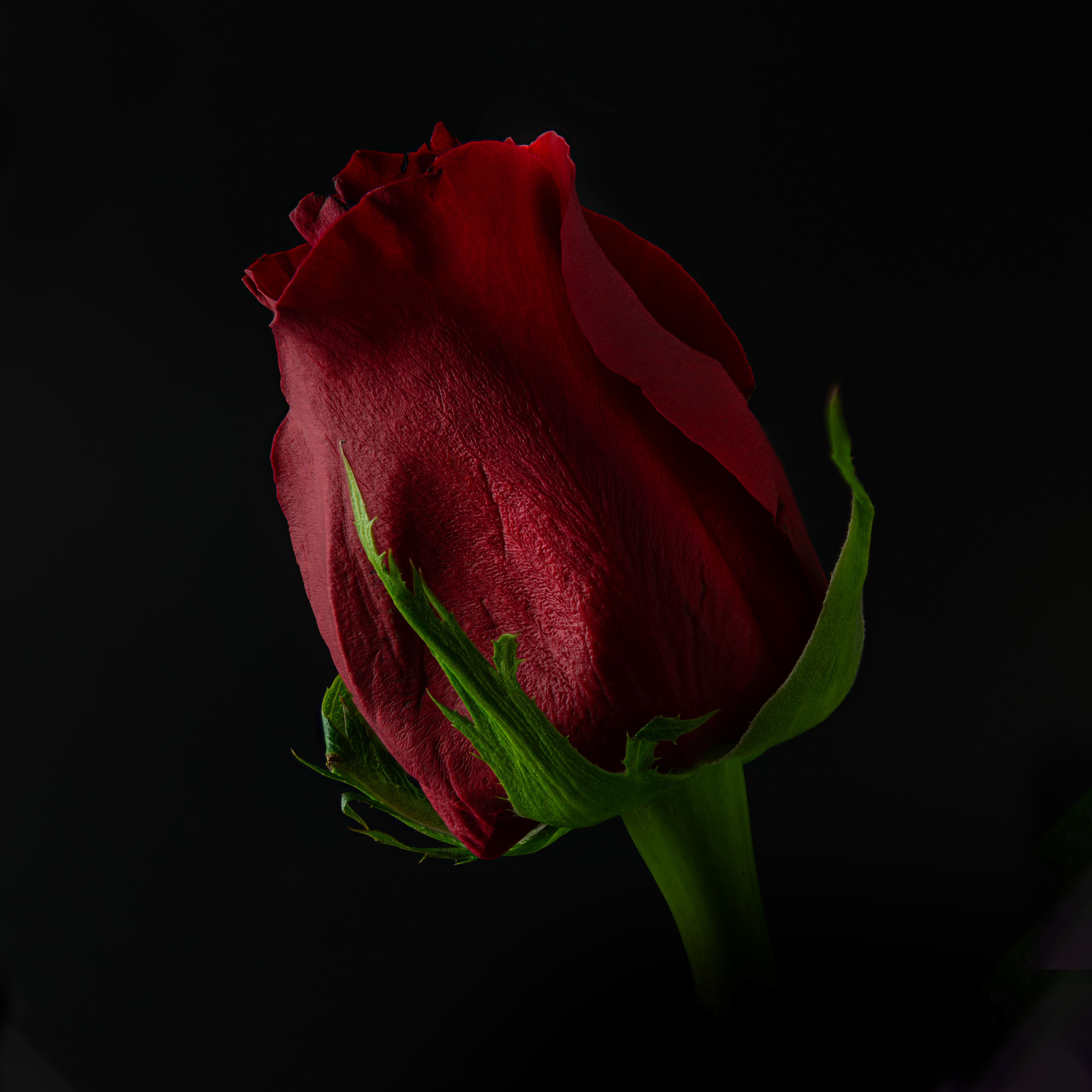 Red Rose