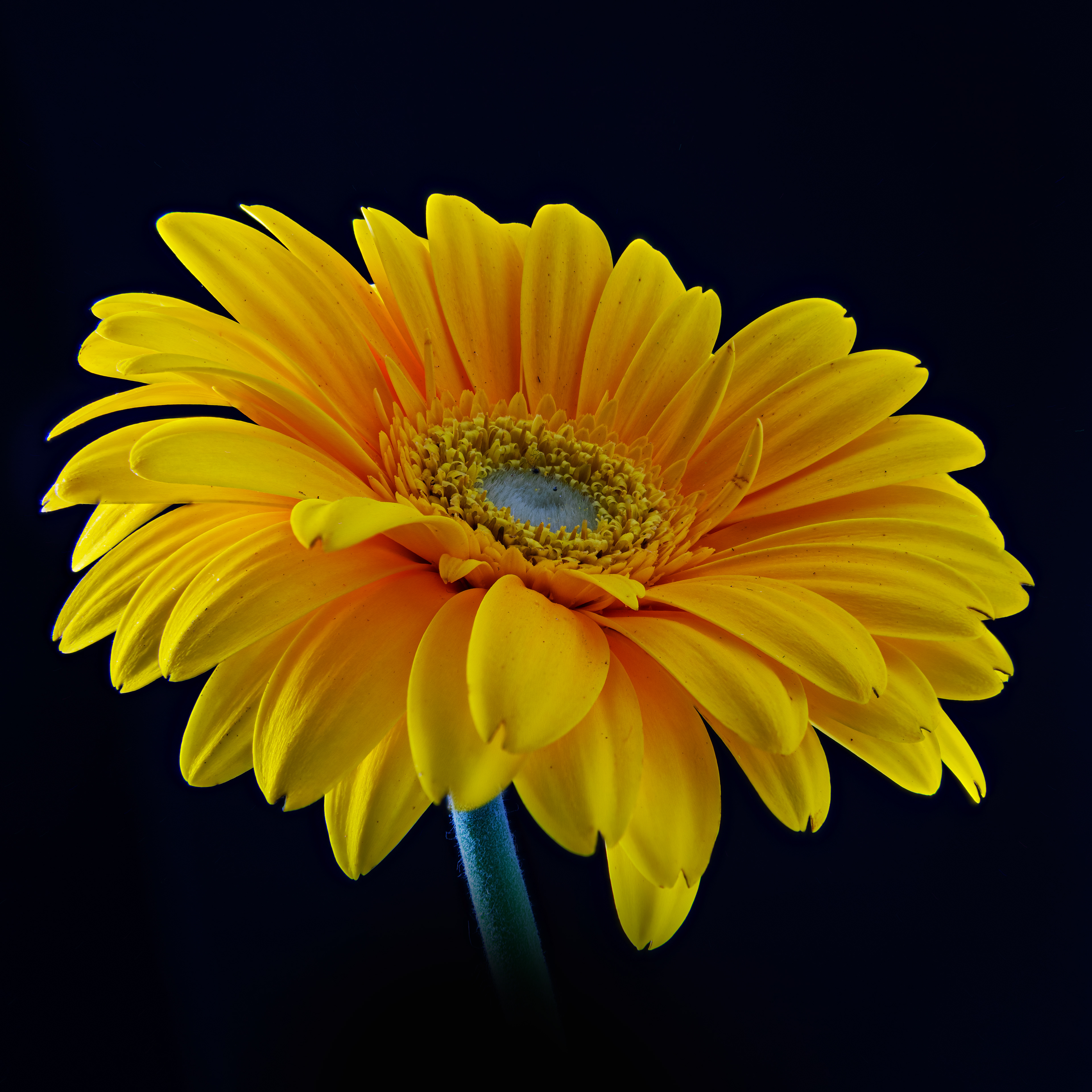 02 - Yellow Gerber Daisy