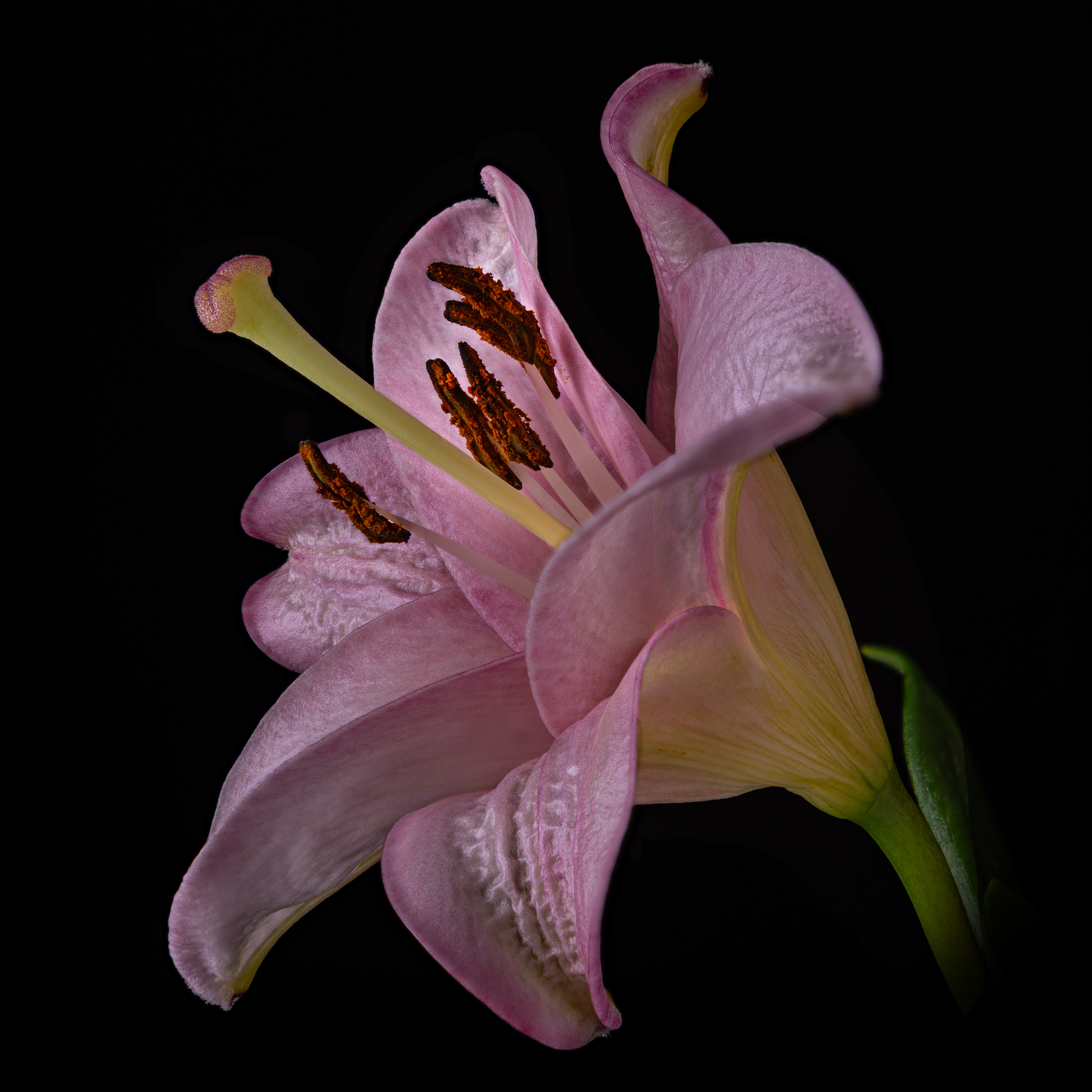 11 - Pink Lilly
