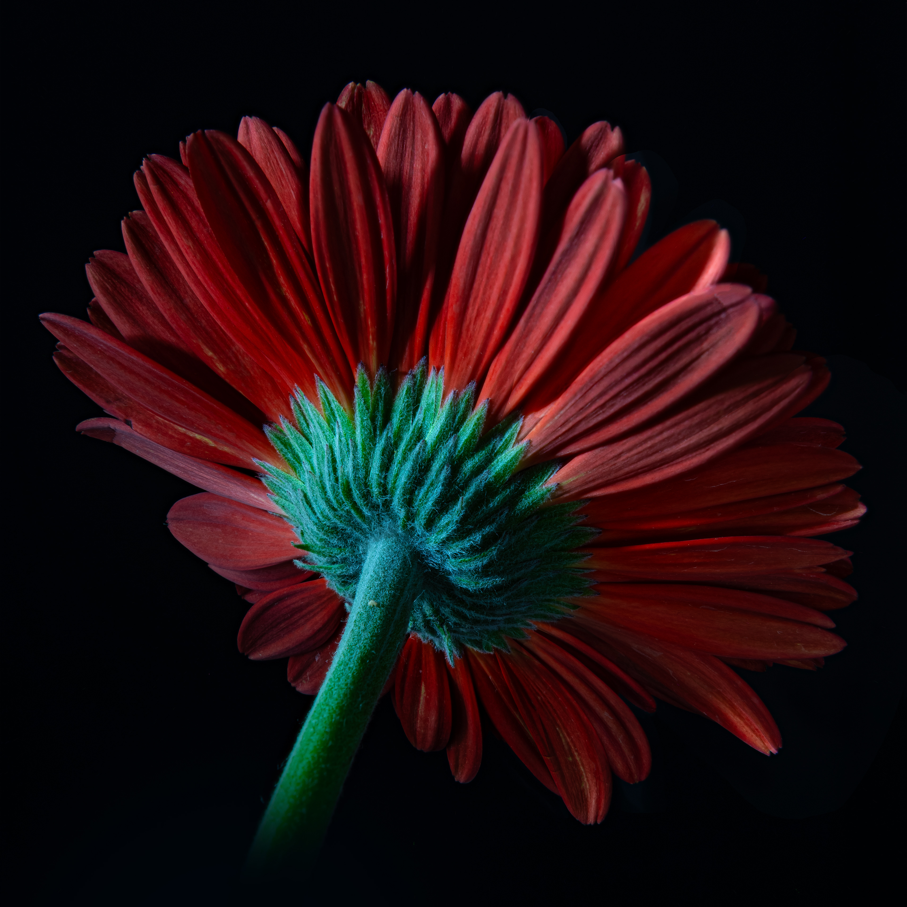 06 - Red Gerber