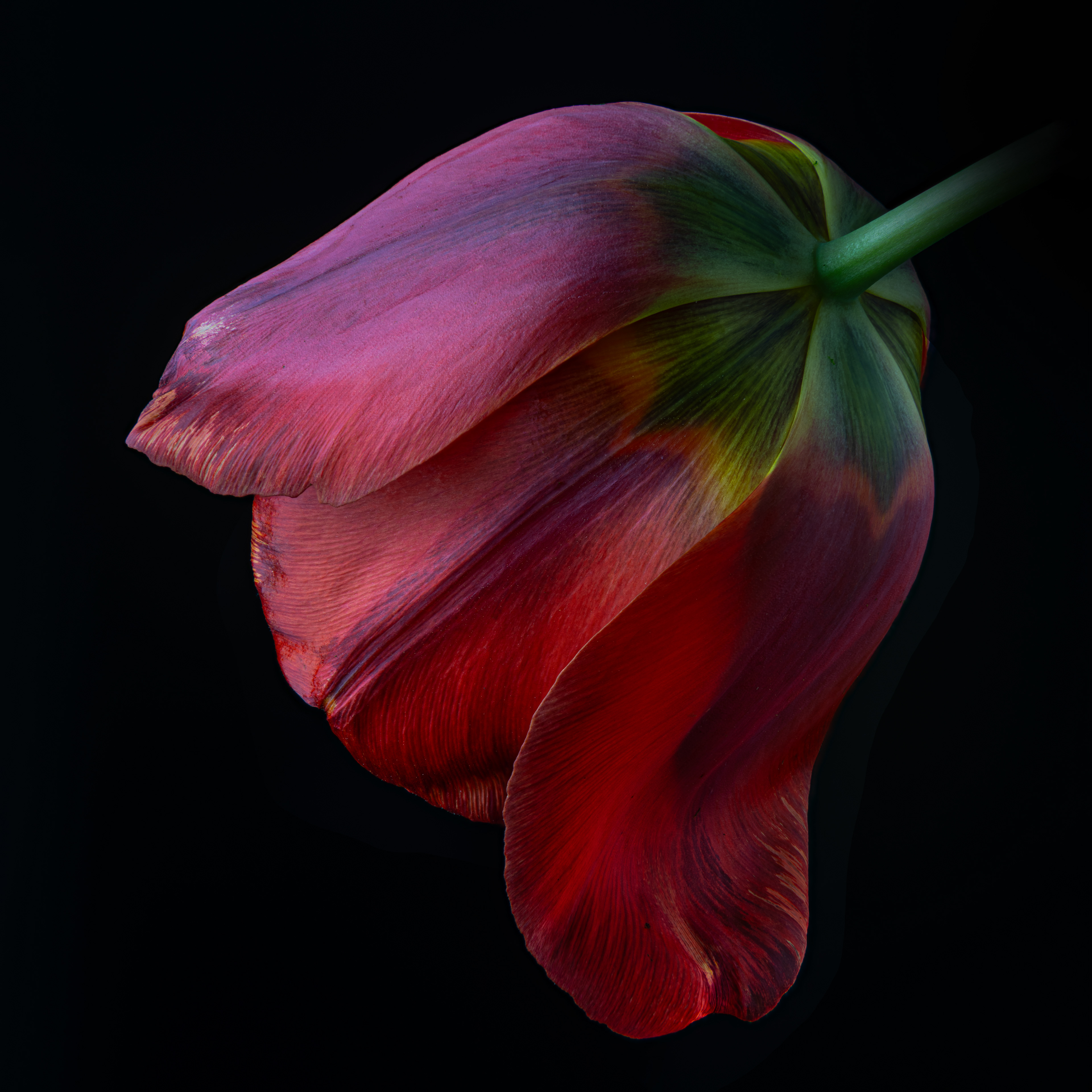 16 Red Tulip