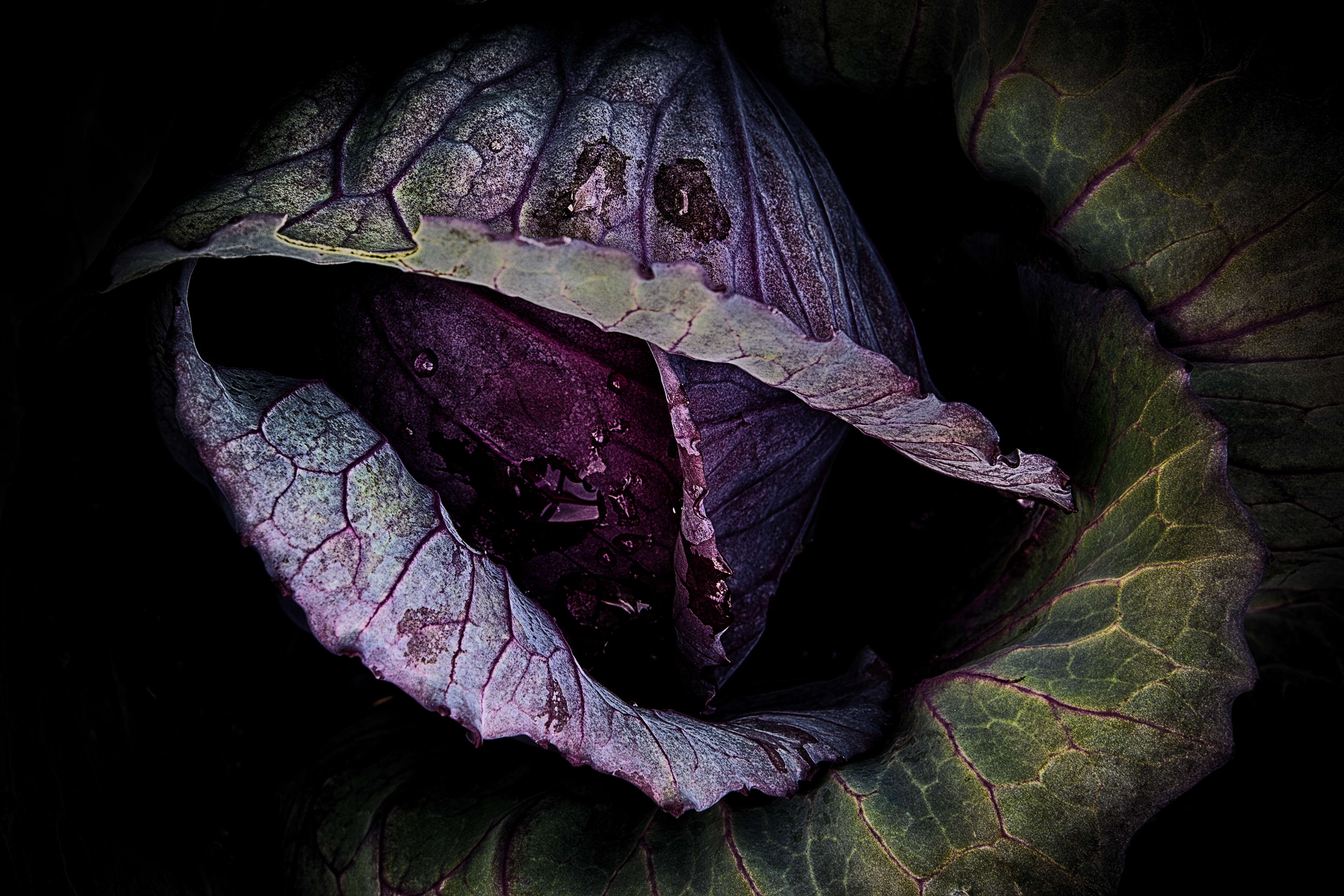 Red Velvet Cabbage