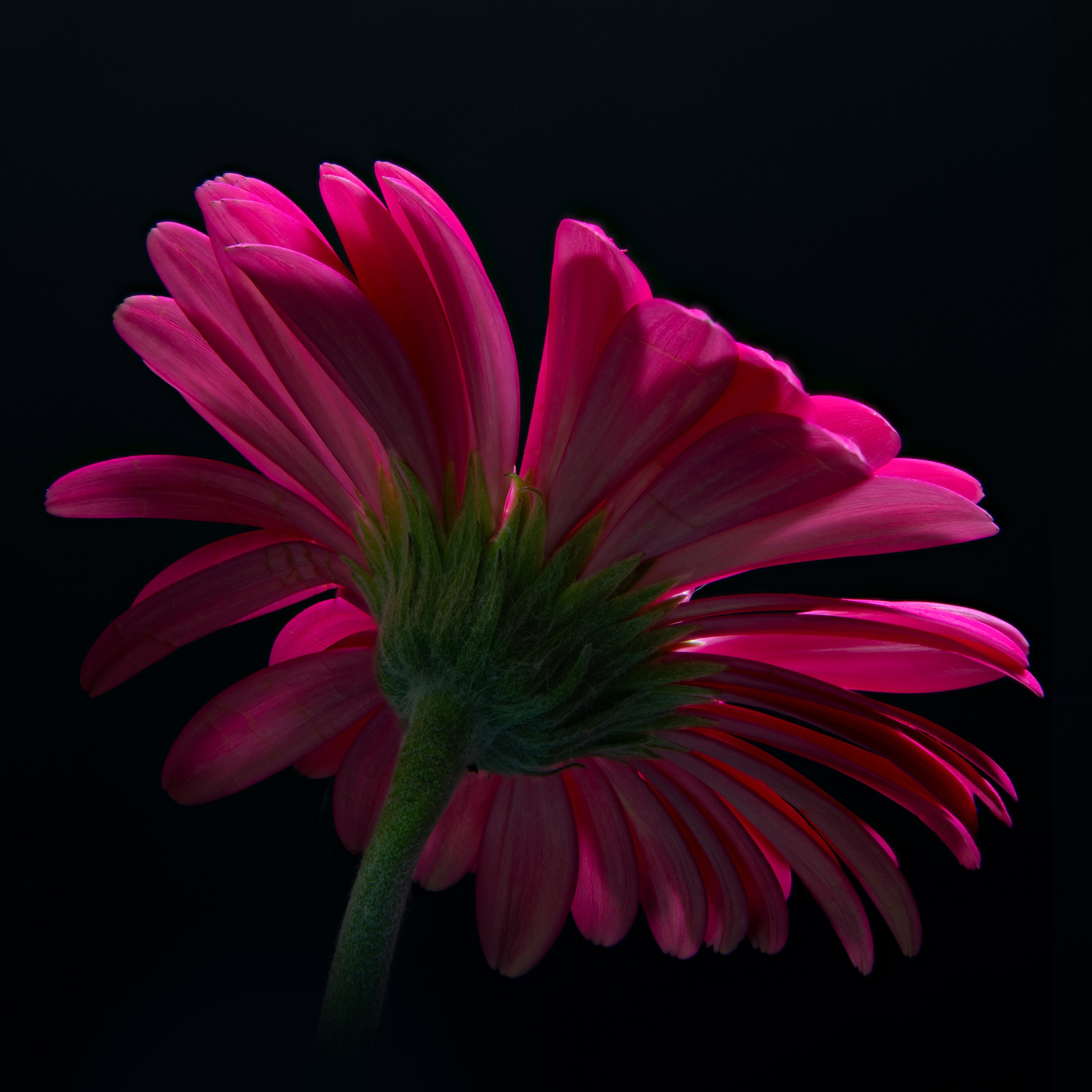 08 - Pink Gerber