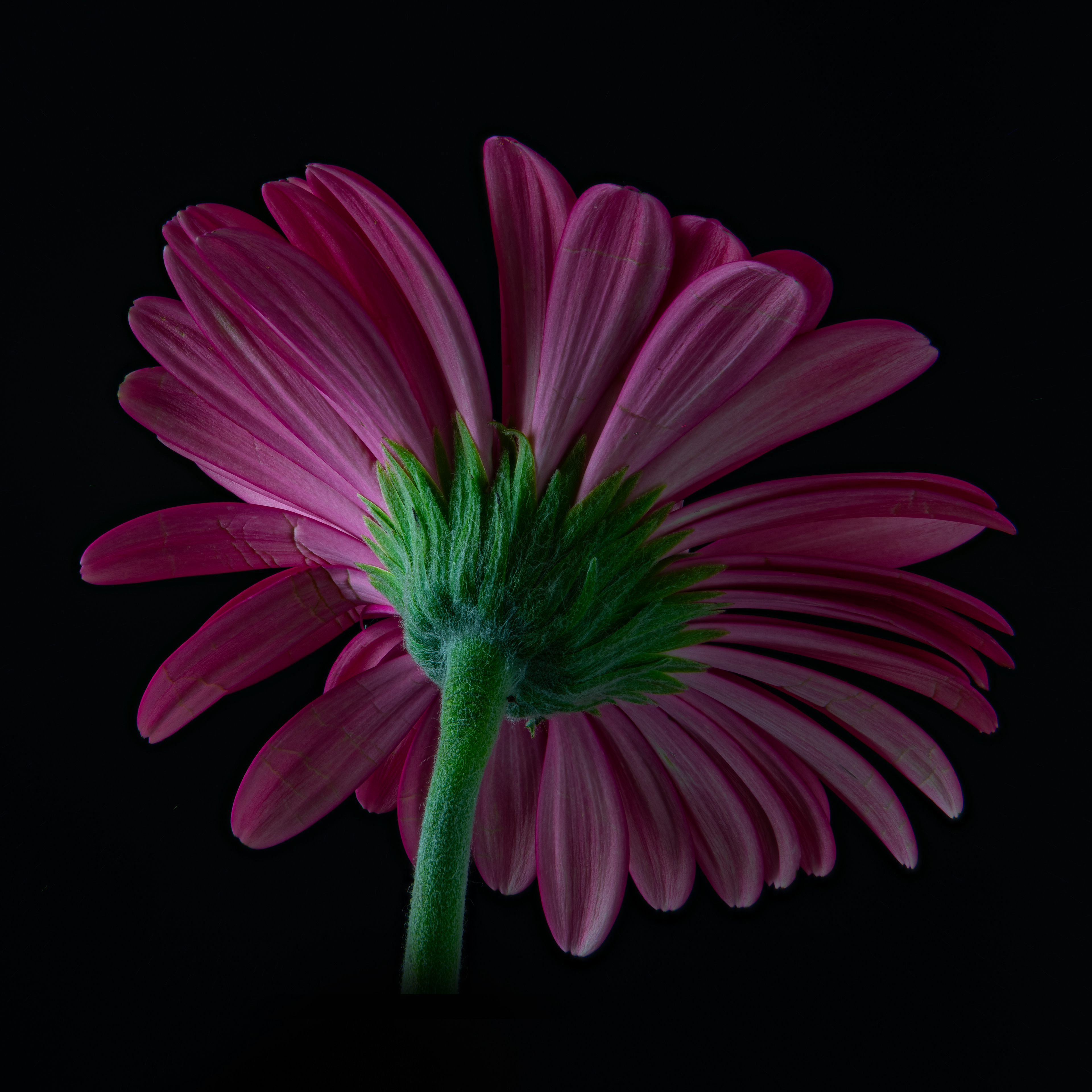 04 - Pink Gerber