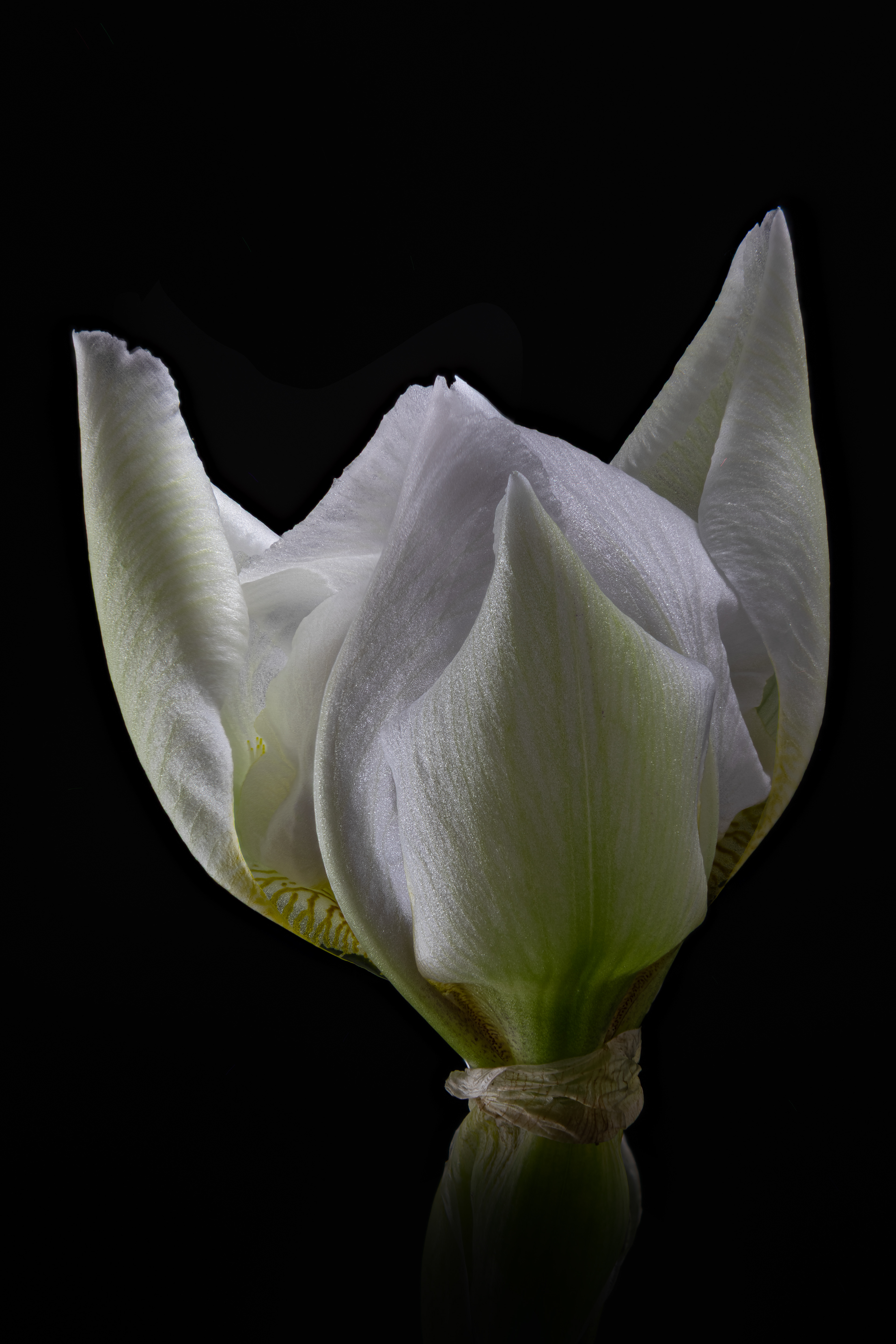 12 - Opening White Iris
