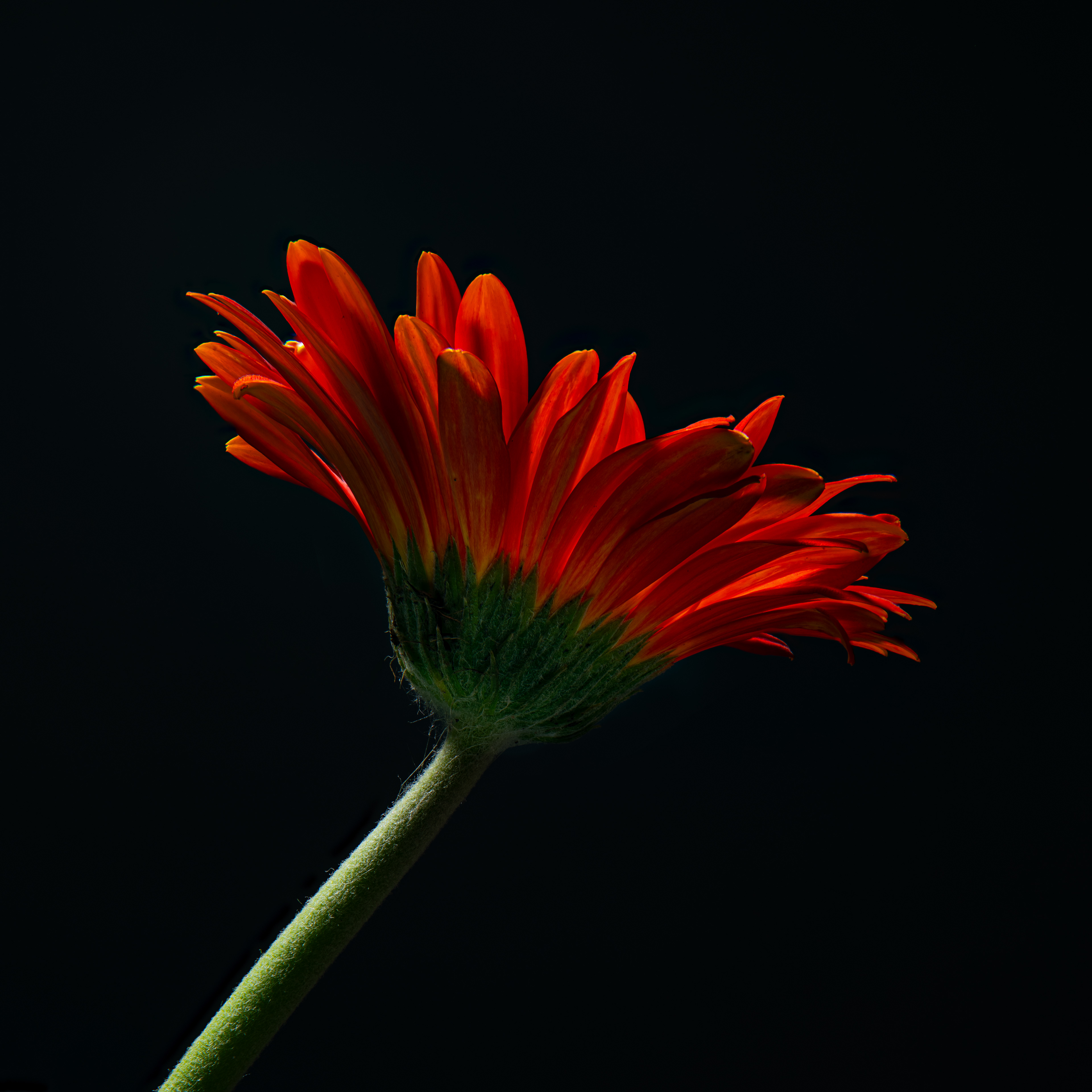 Gerber Daisy