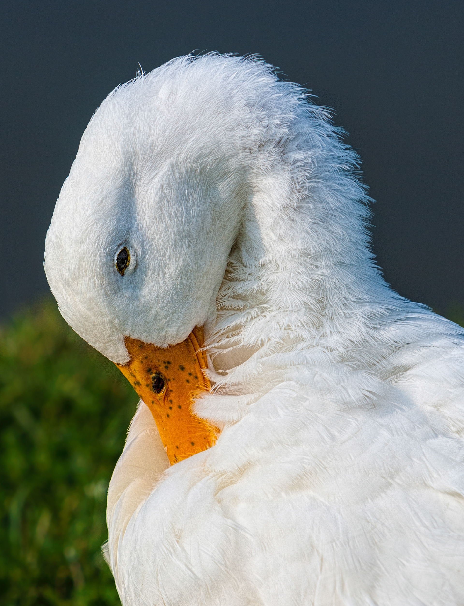 Fluffy White Duck
