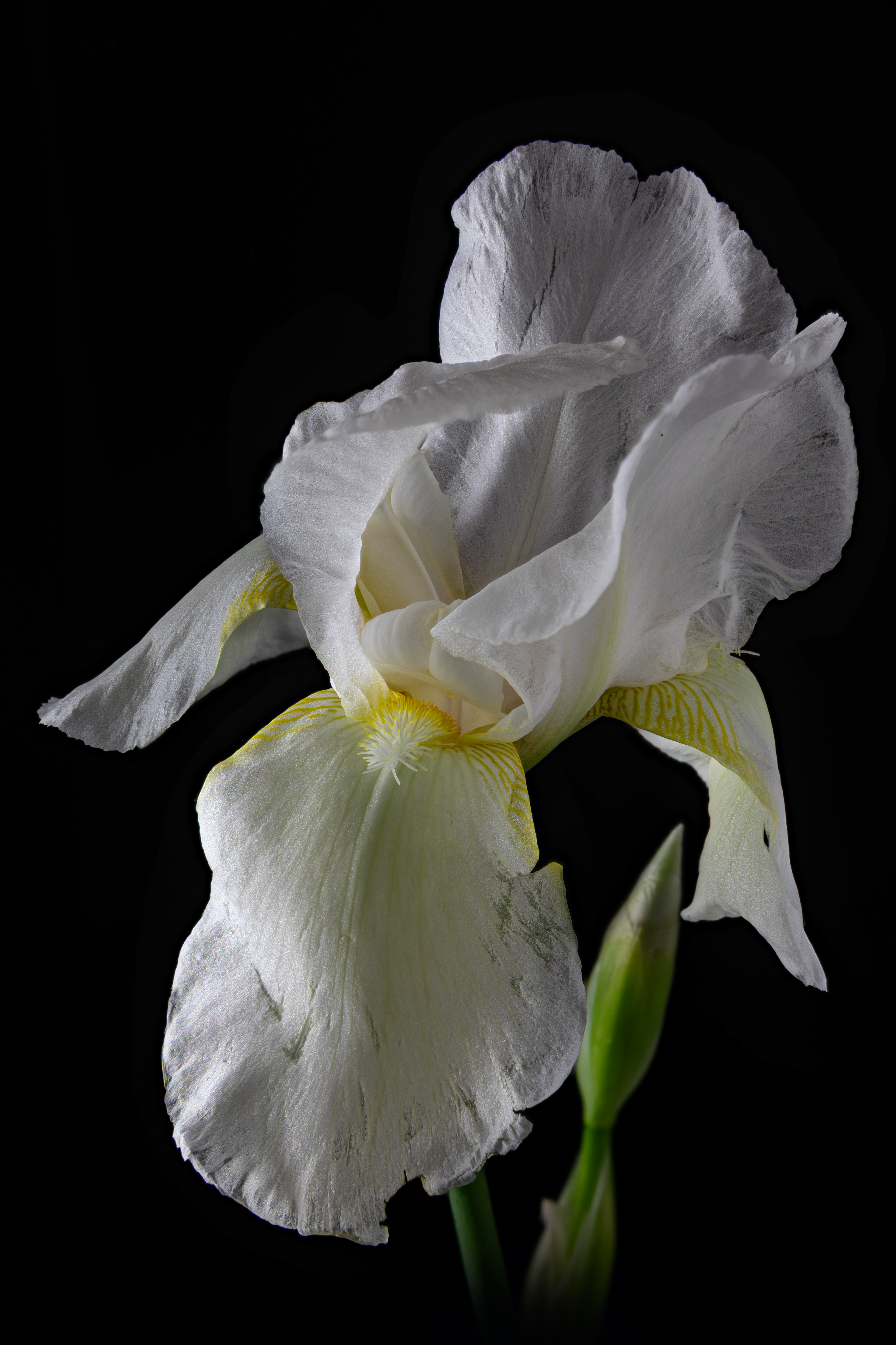 White Iris