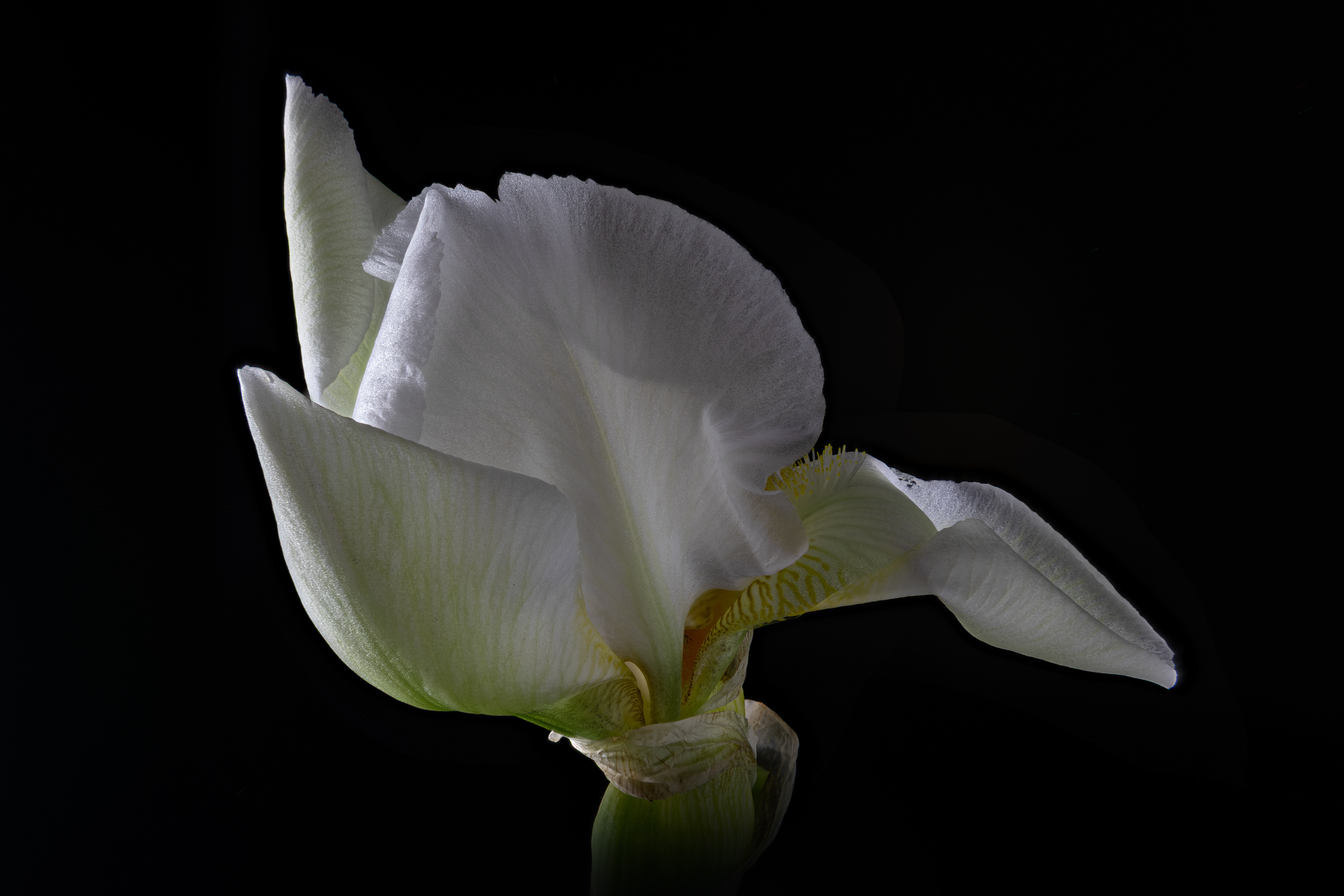 13 - Opening White Iris