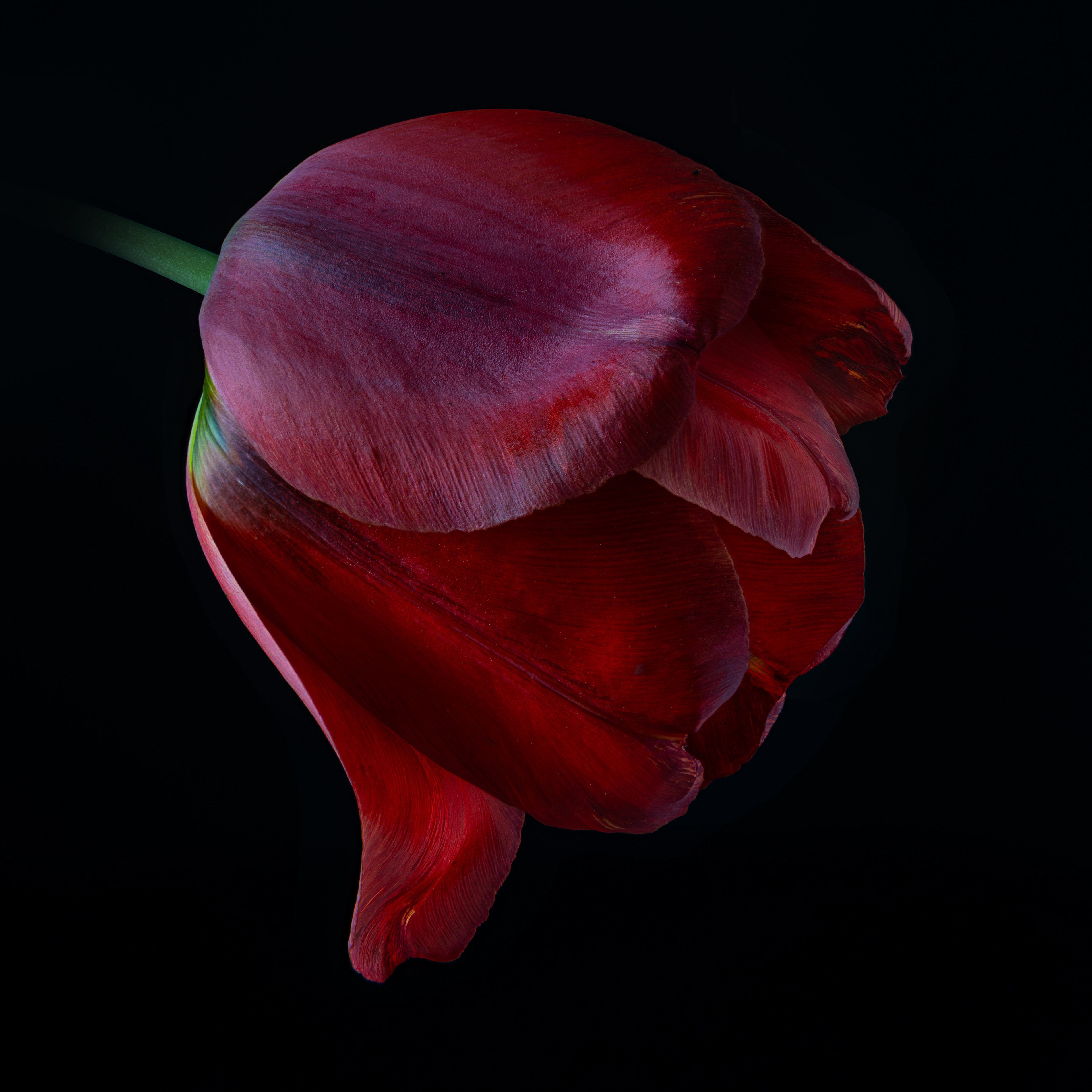 15 - Red Tulip