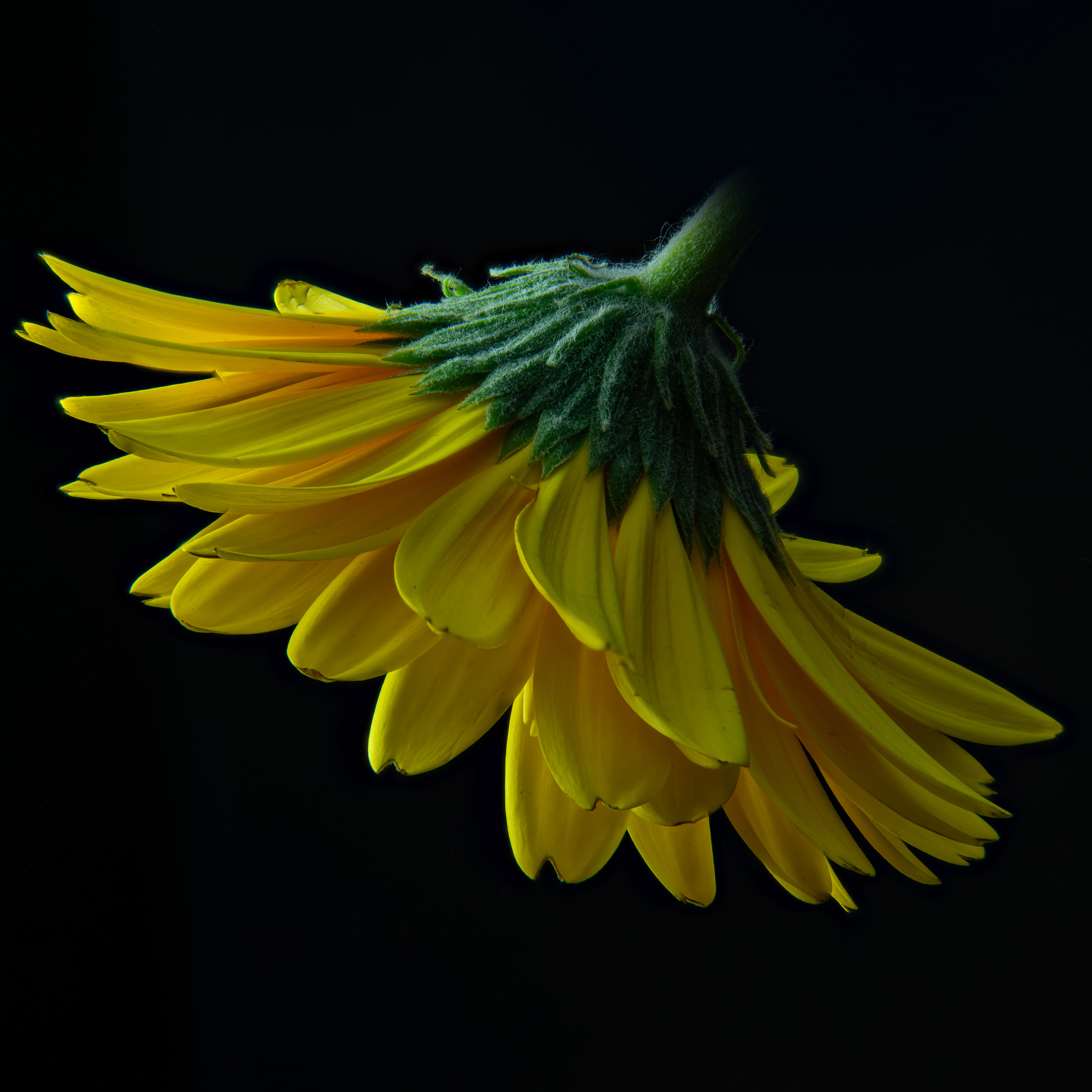 09 - Yellow Gerber