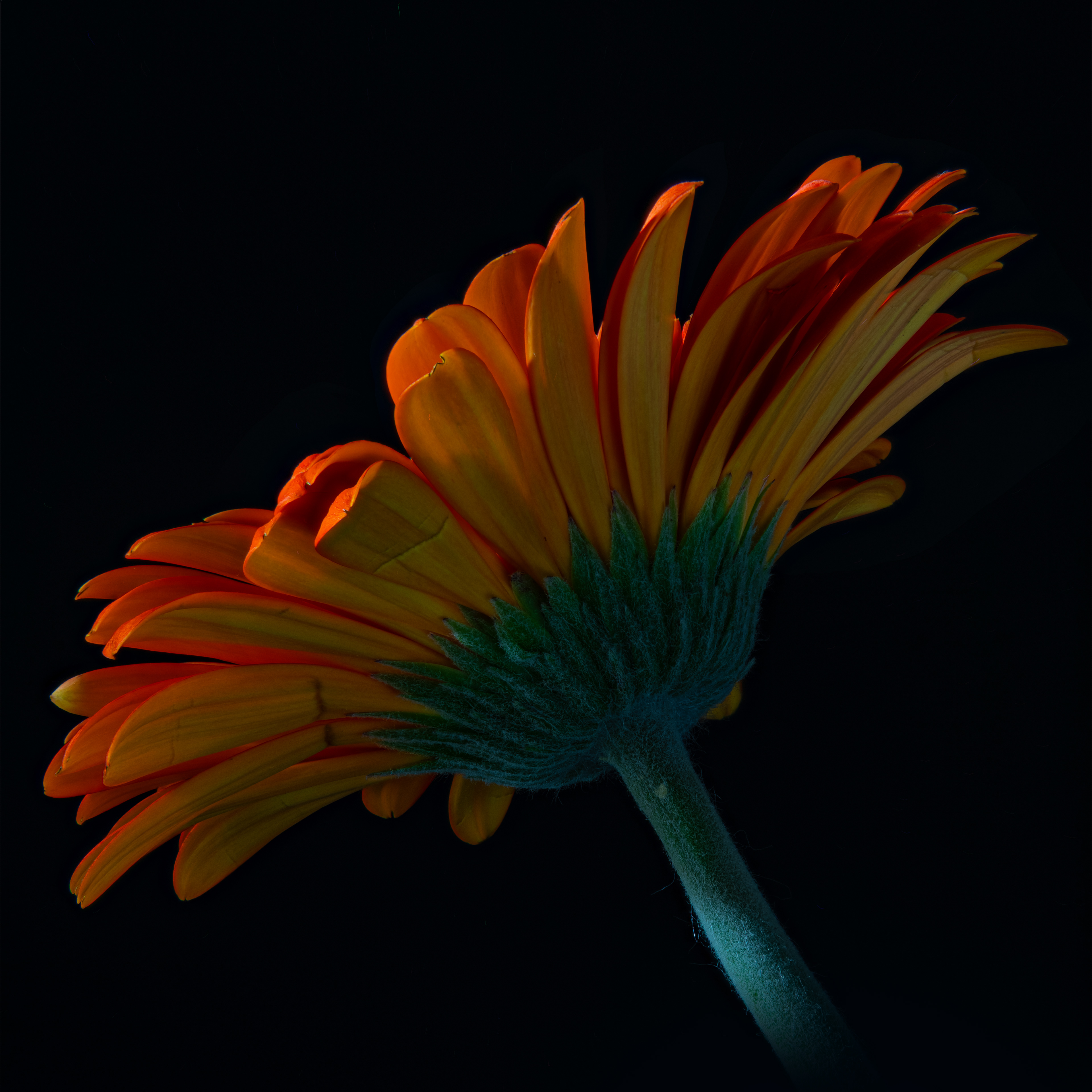 07 - Orange Gerber