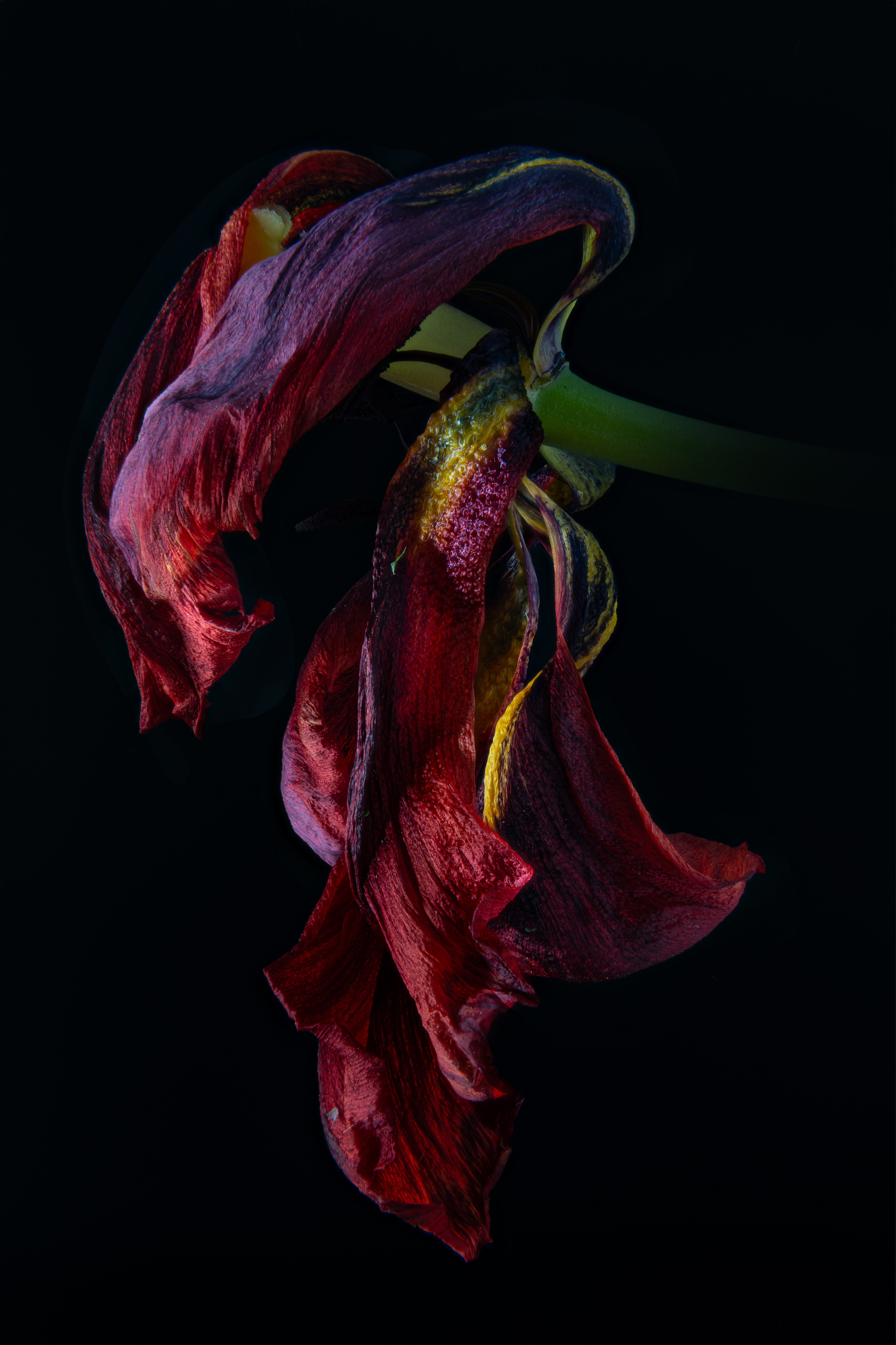 16 - Wiltering Tulip