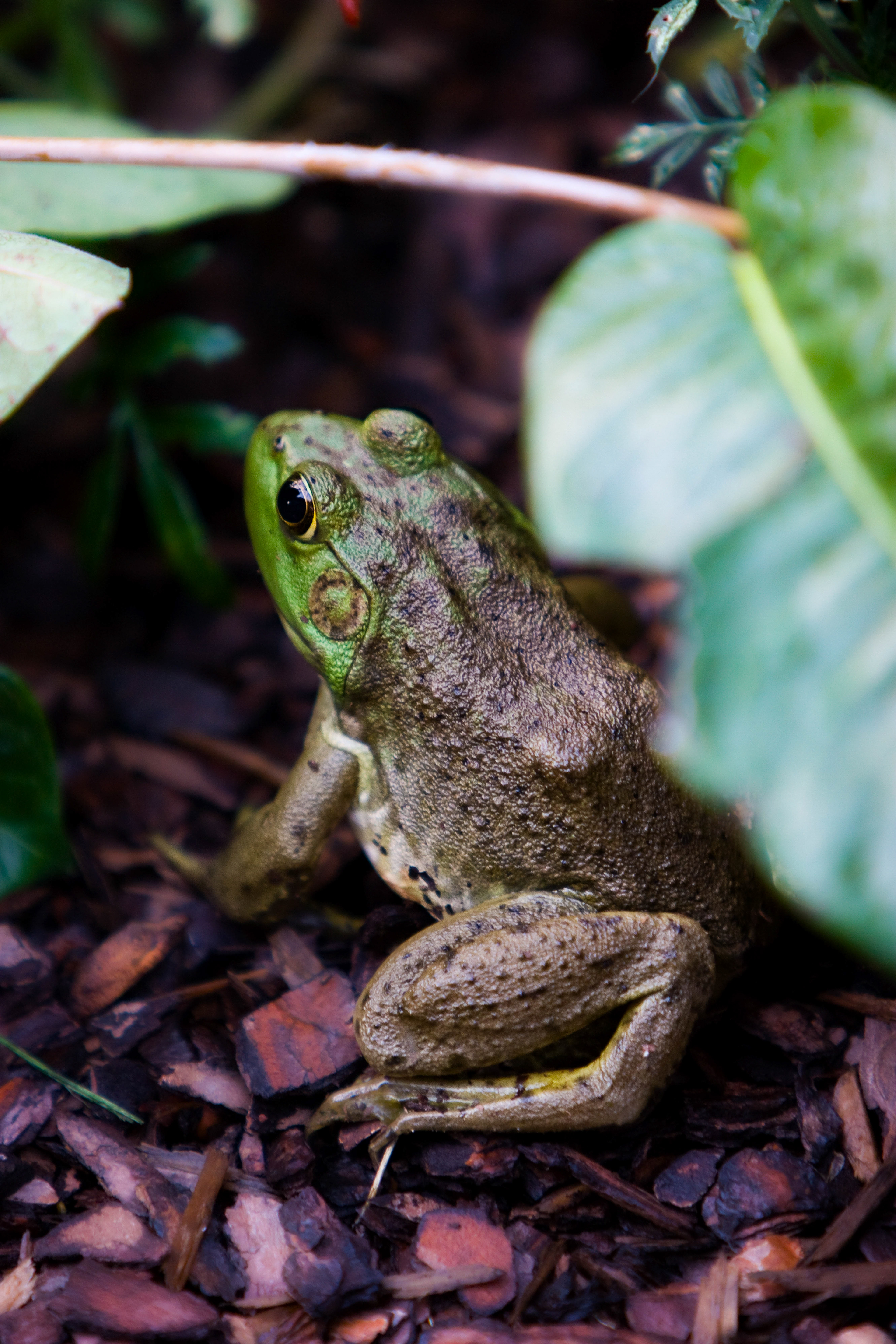 Toad