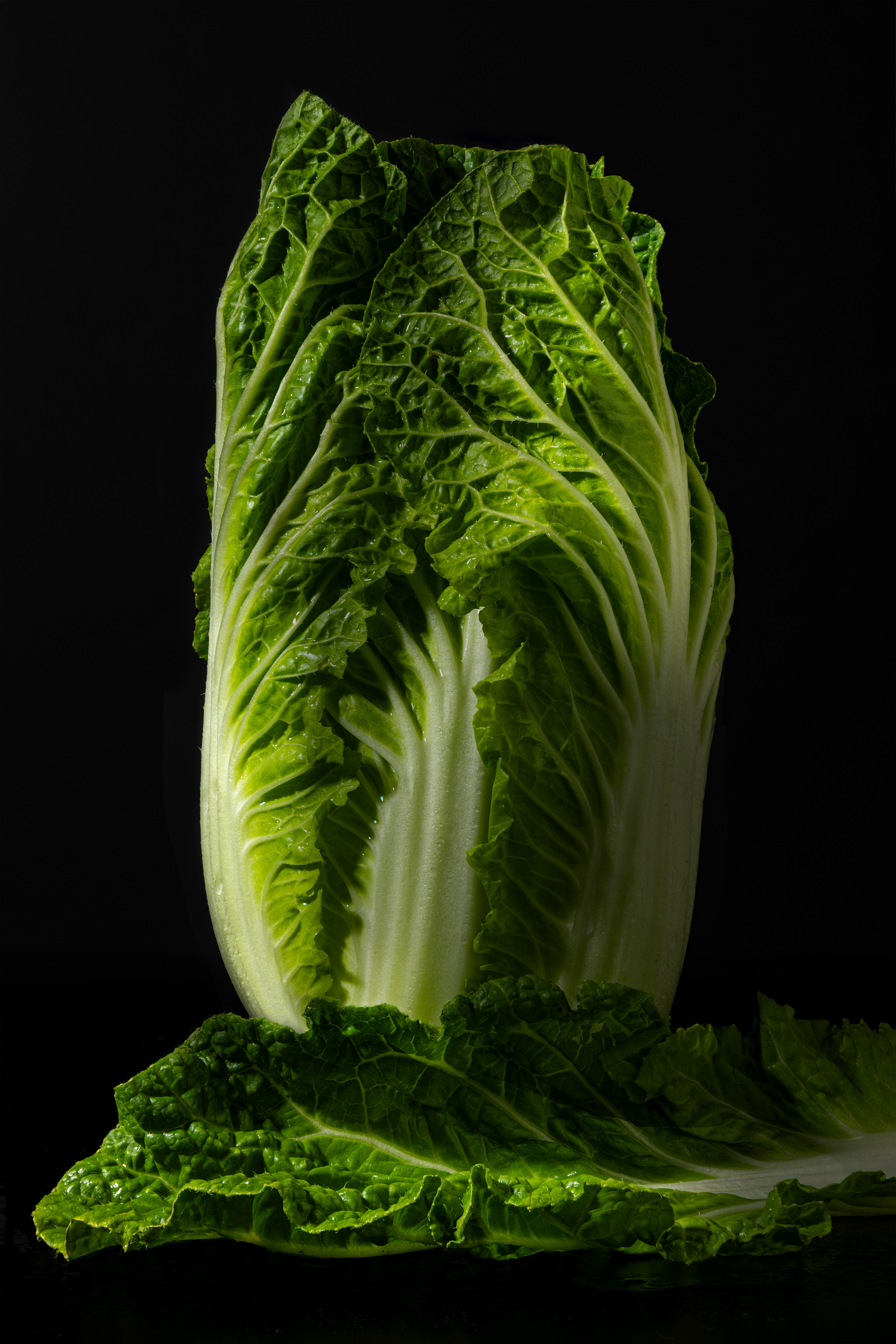 Nappa Cabbage