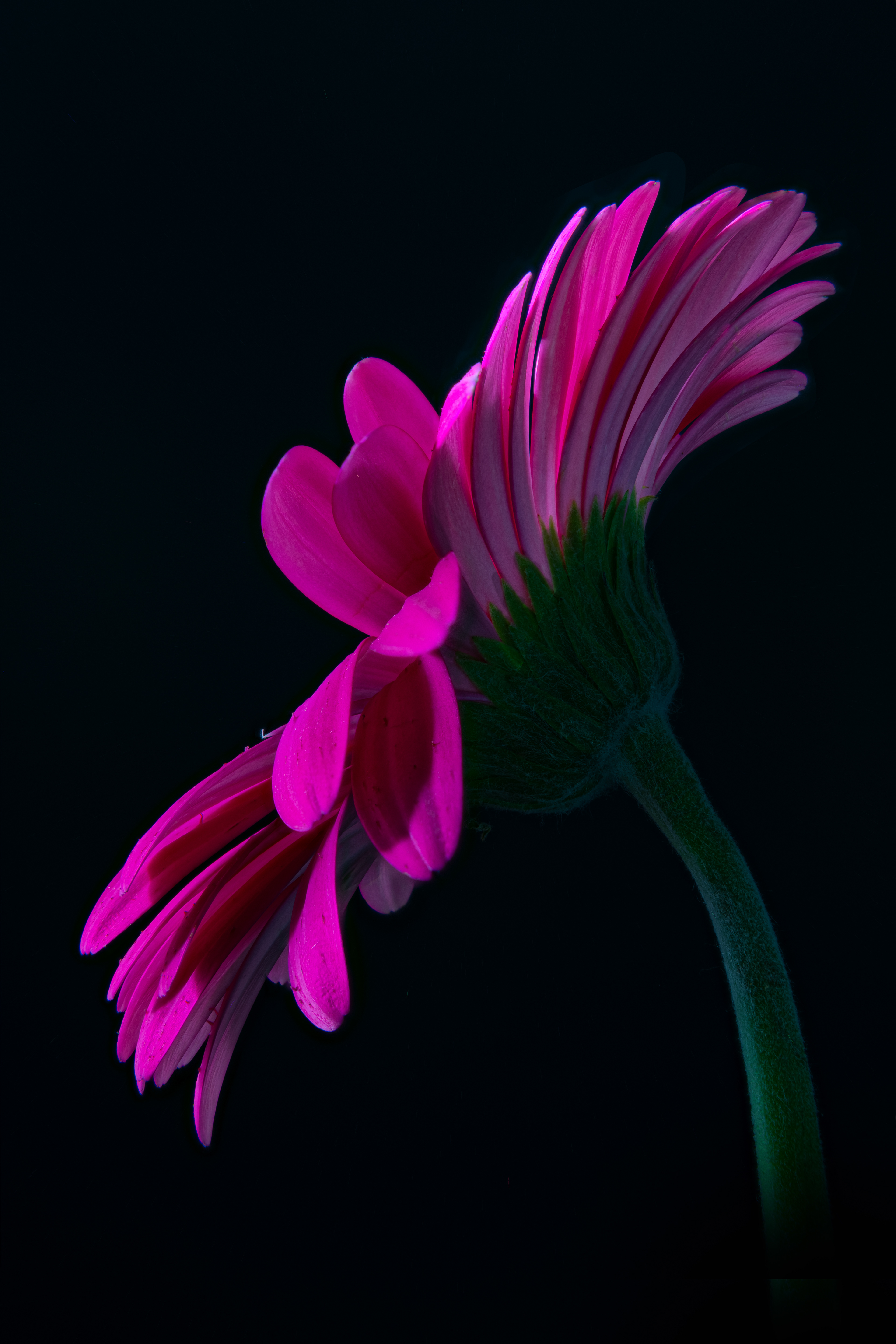 05 - Pink Gerber