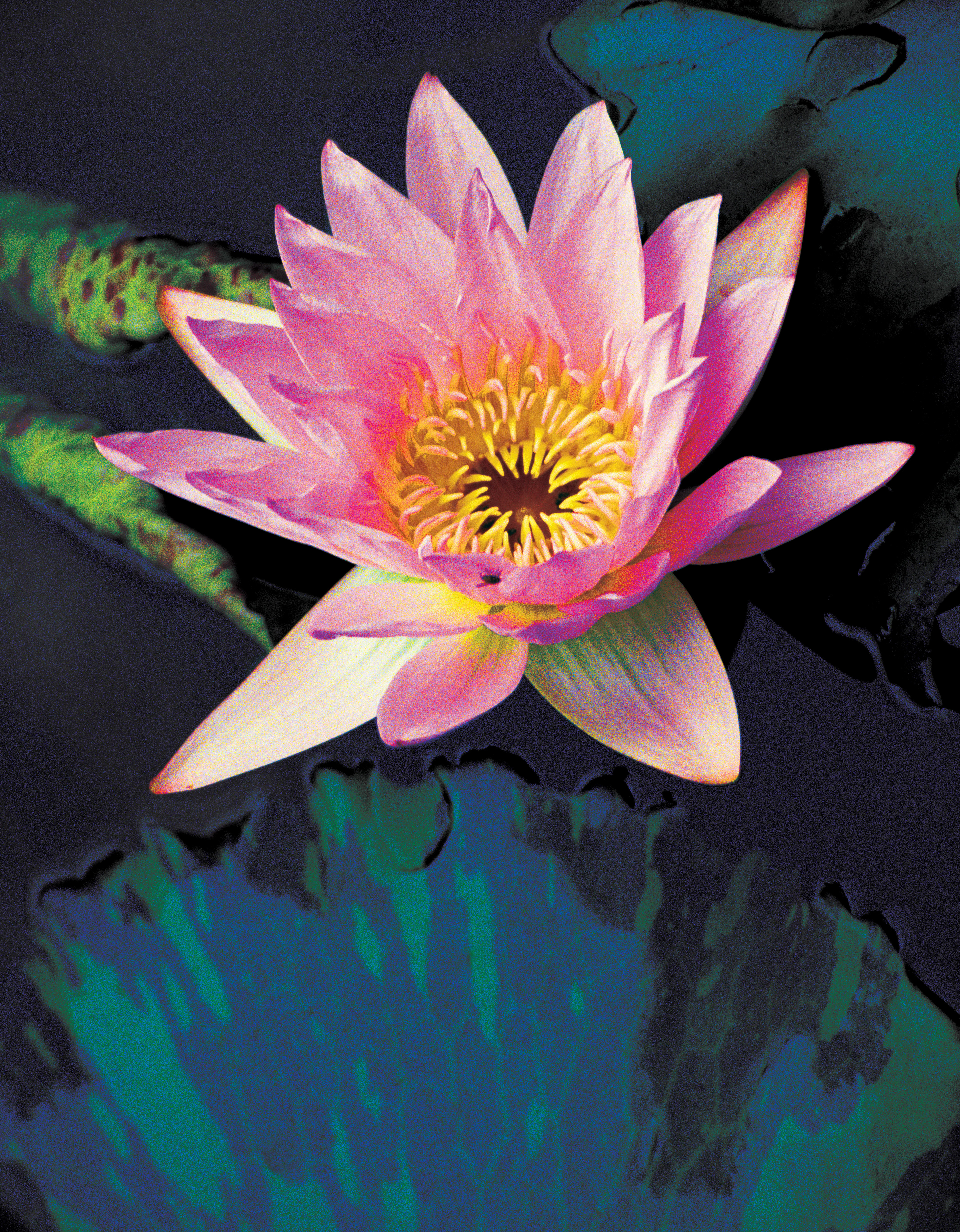 Pink Lily