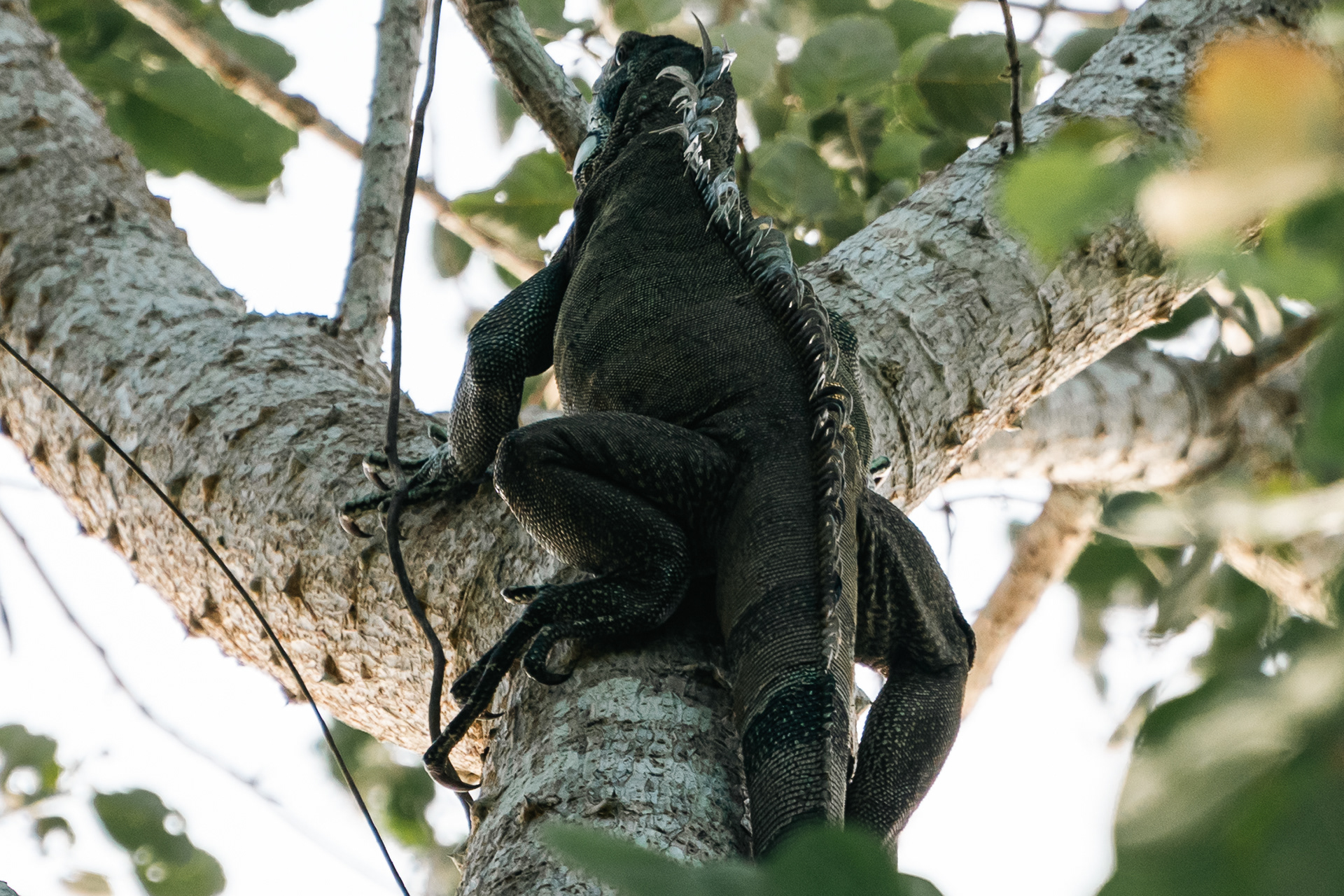 Iguana verde