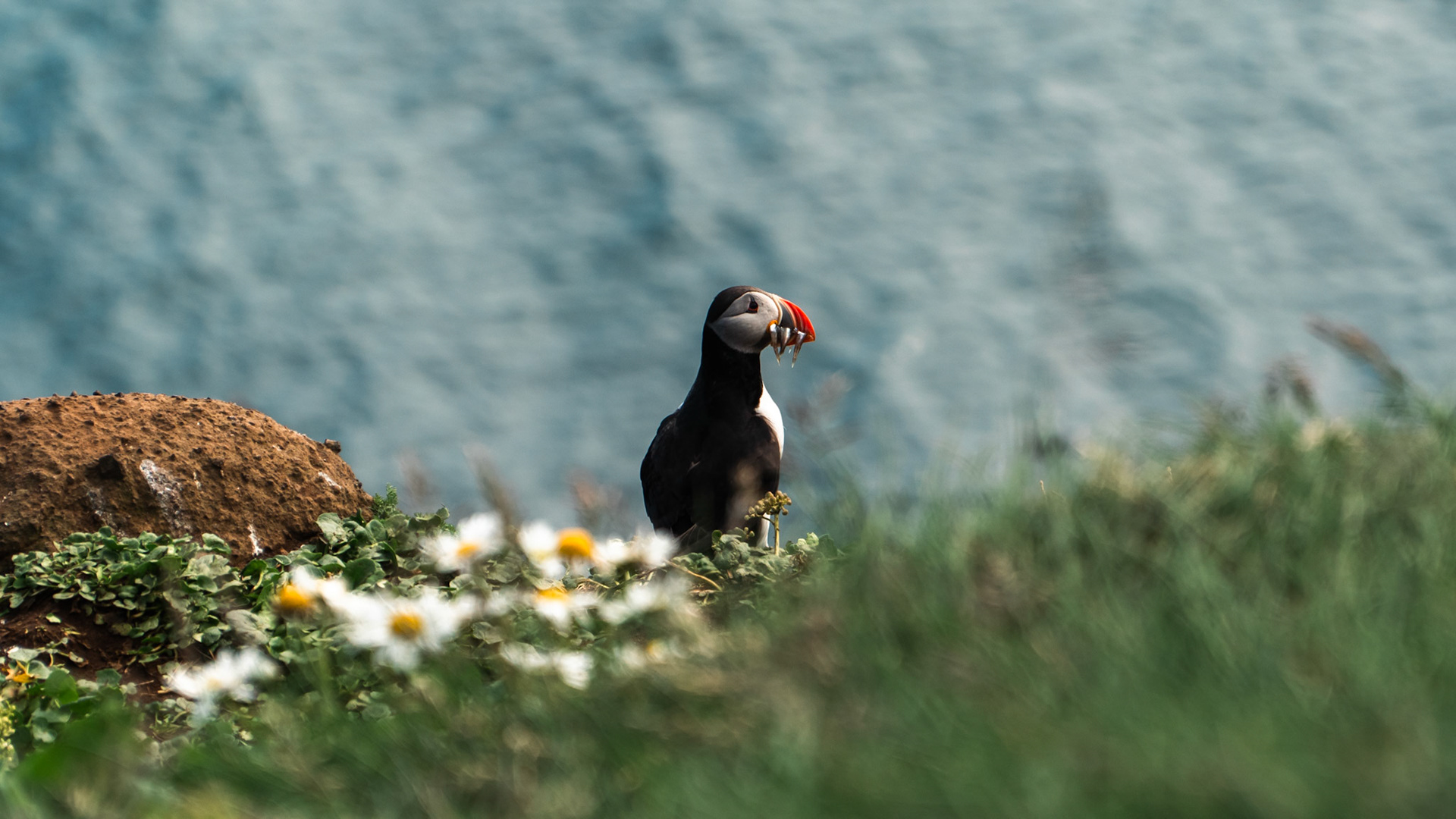 Puffin with fish & flowers