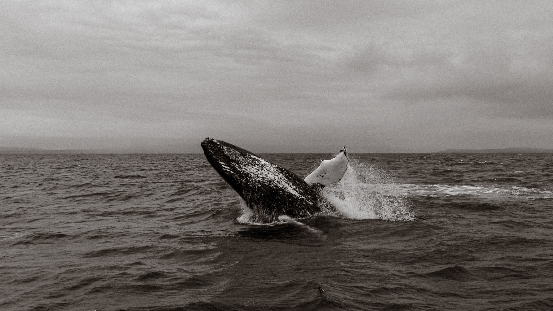 Ballena jorobada