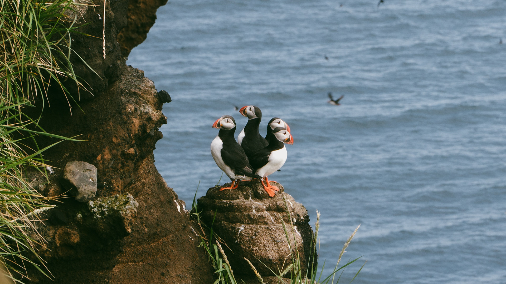 Puffins Band