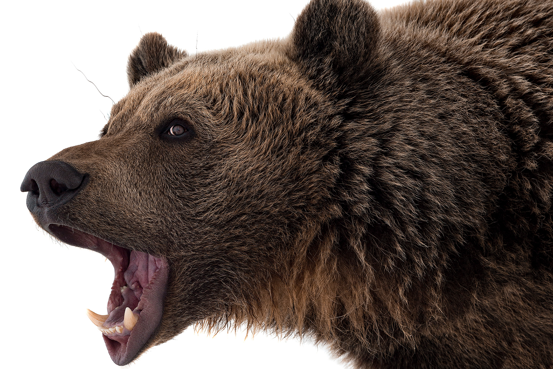 Профессиональный портретный снимок медведя