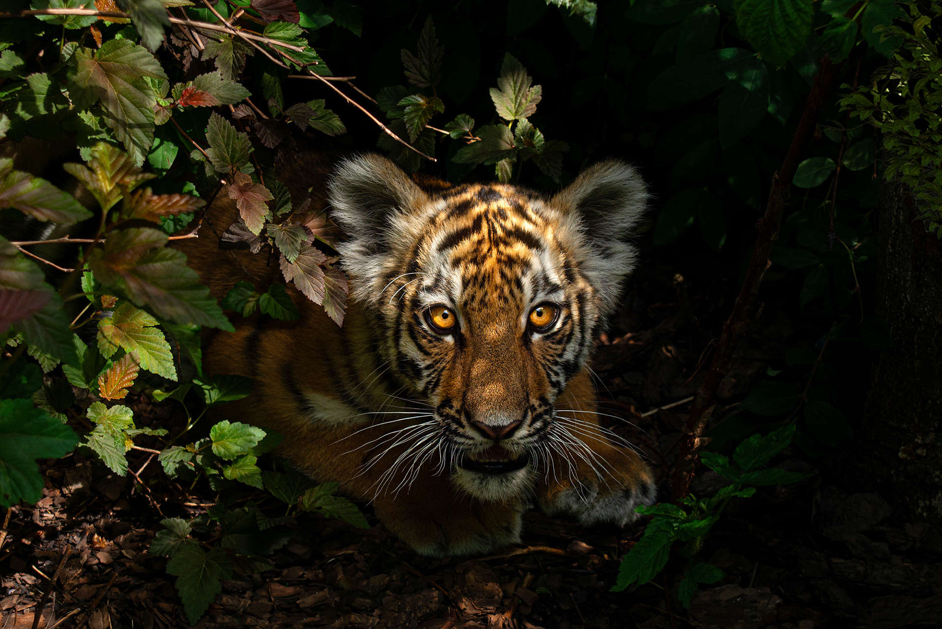 Профессиональный снимок тигрёнка в естественной обстановке