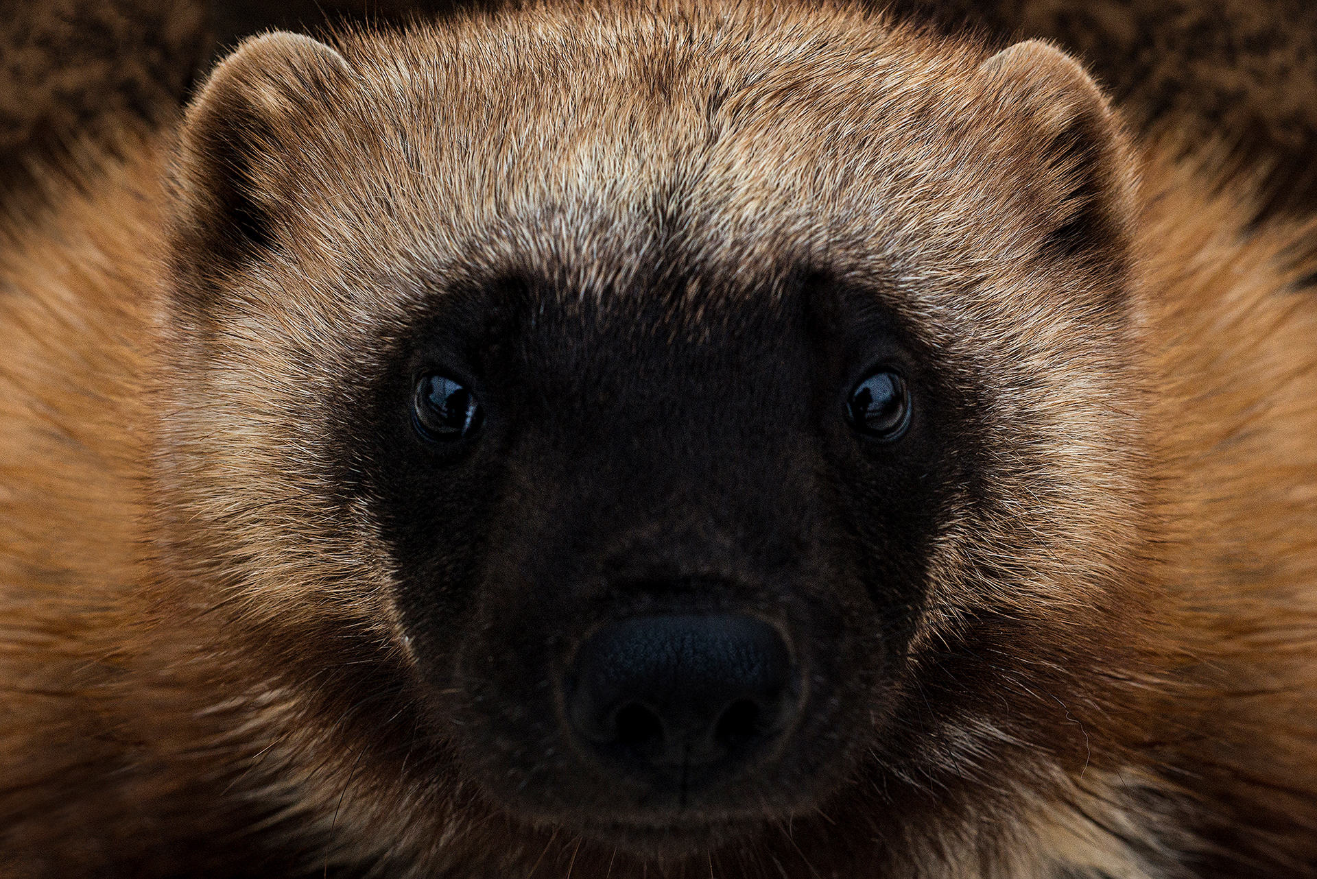 Профессиональный снимок росомахи (по заказу питомника)