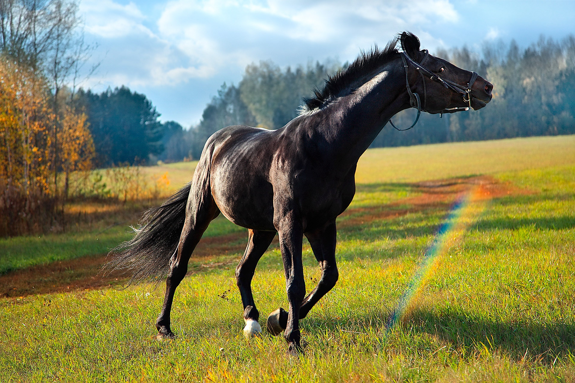 Профессиональный снимок коня для конного клуба