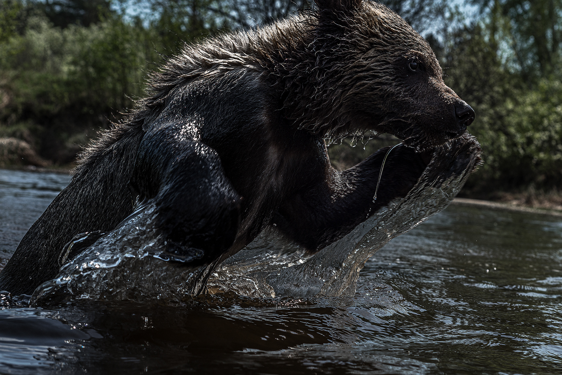 Профессиональный снимок купающегося медвежонка