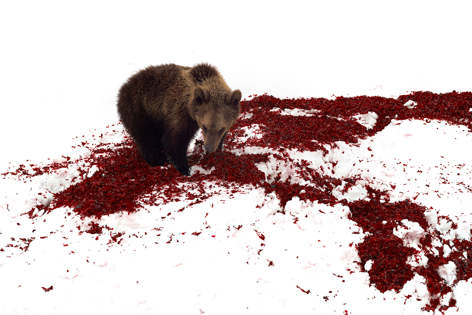 Профессиональный снимок медведя с лепестками цветов