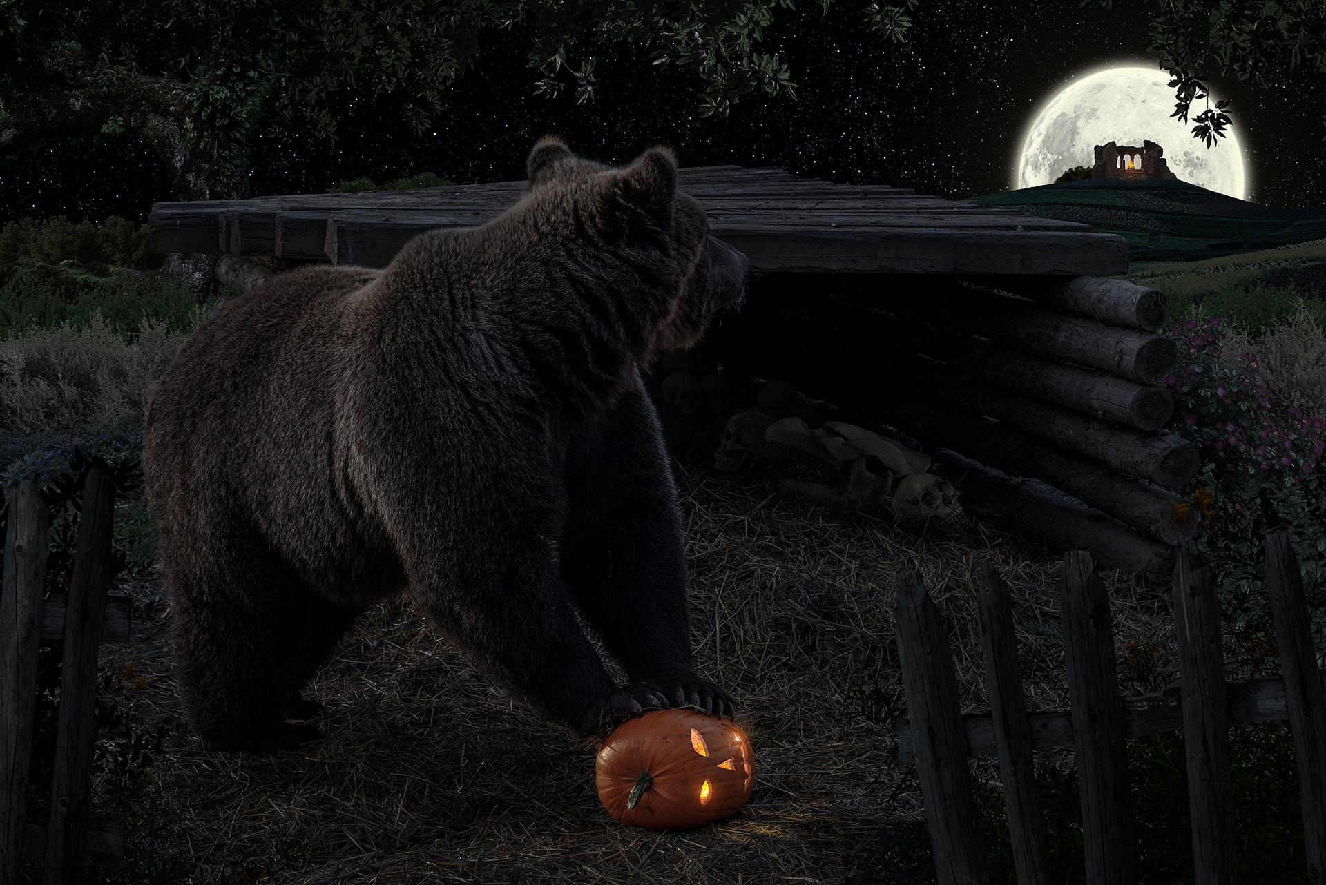 Профессиональный снимок медведя на тему Halloween