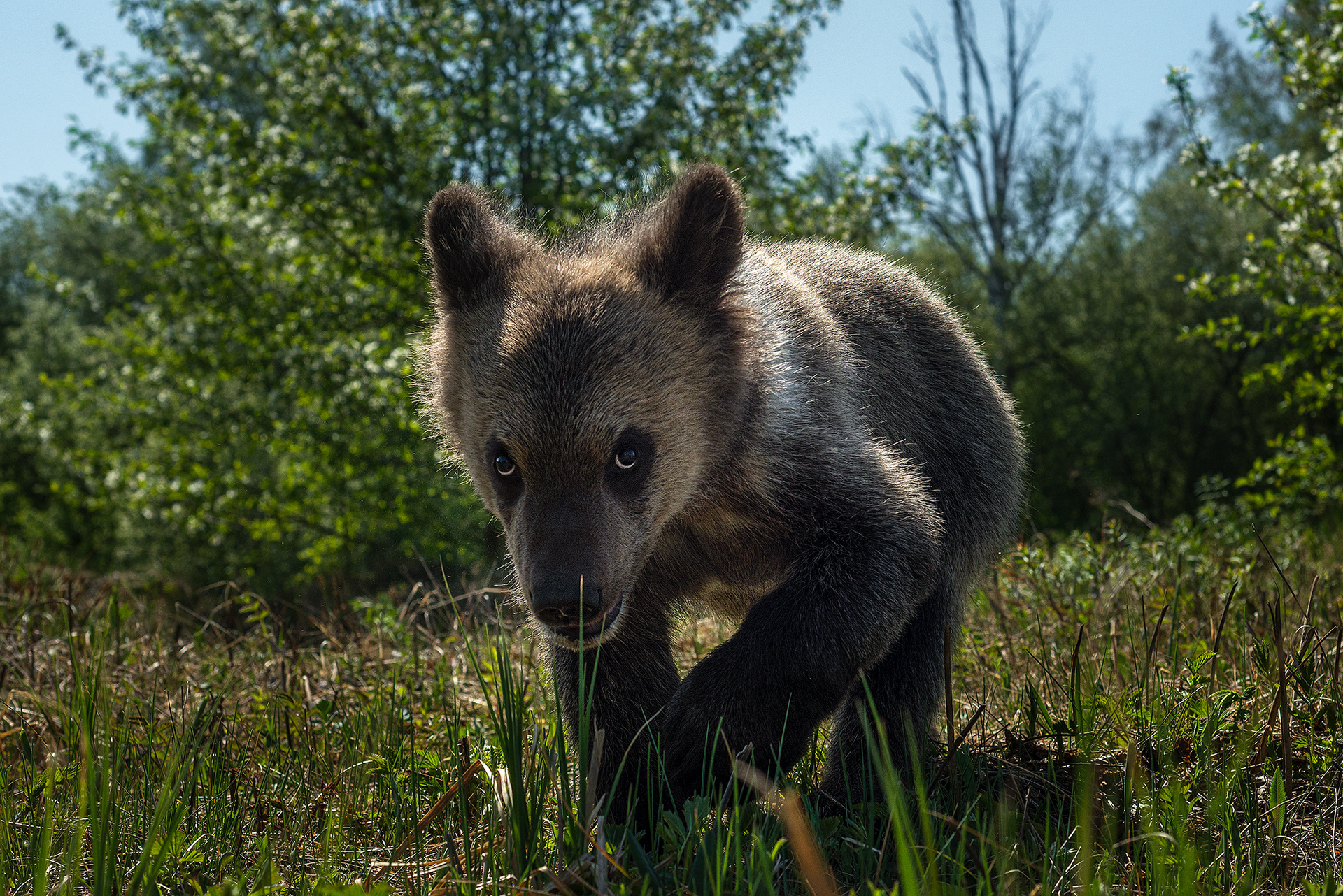 Профессиональный снимок медвежонка под яблоней