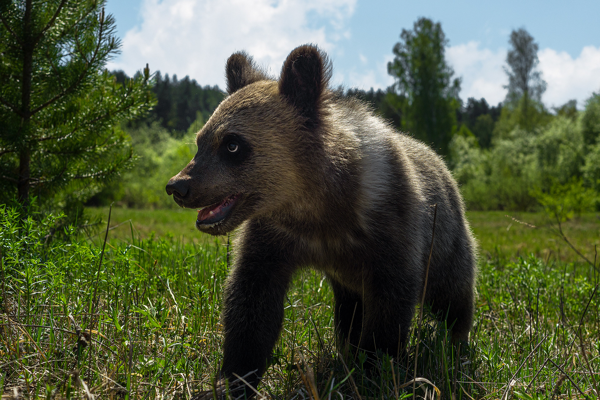 Профессиональный снимок медвежонка в поле