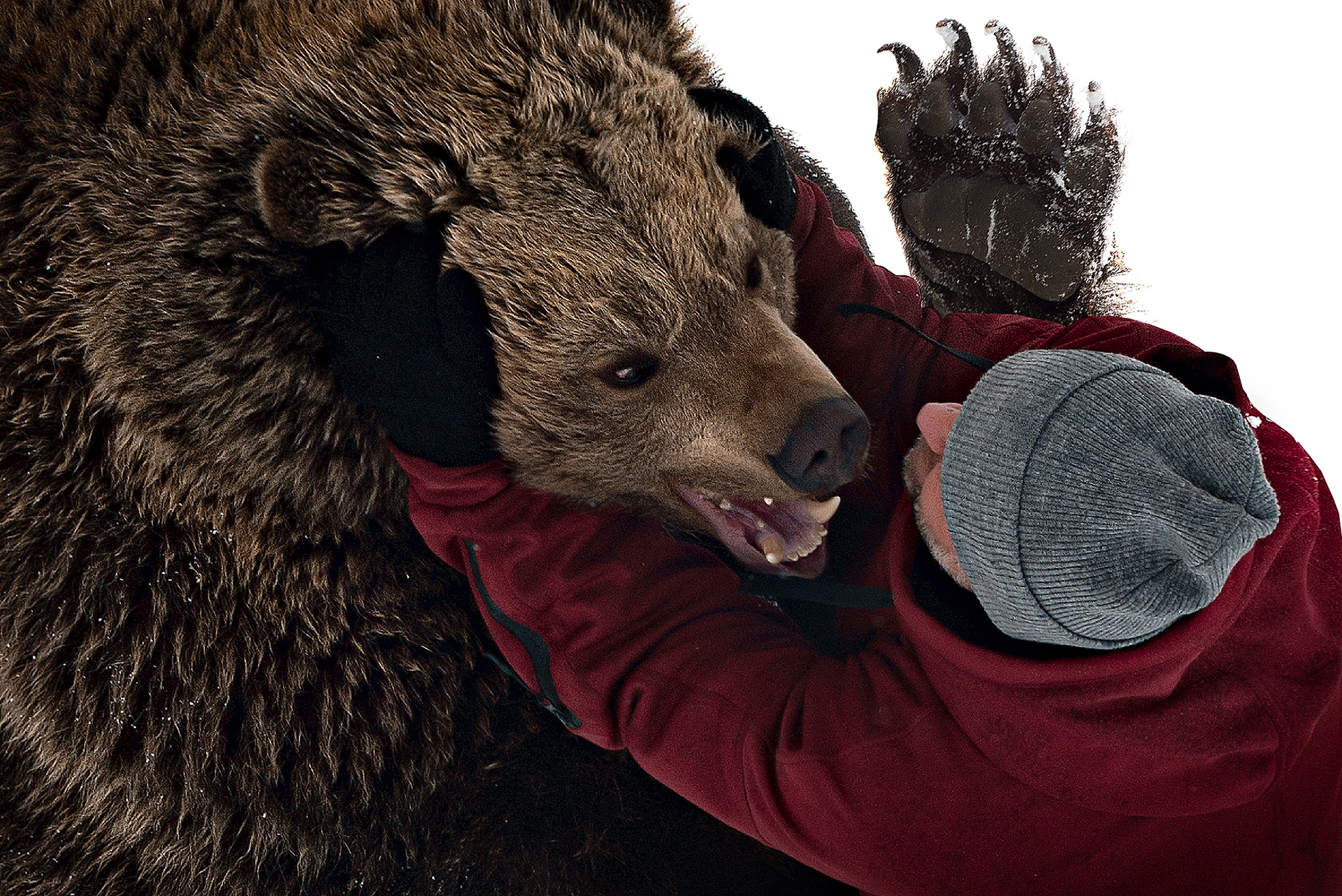 Профессиональный снимок игры человека с медведем (для питомника)