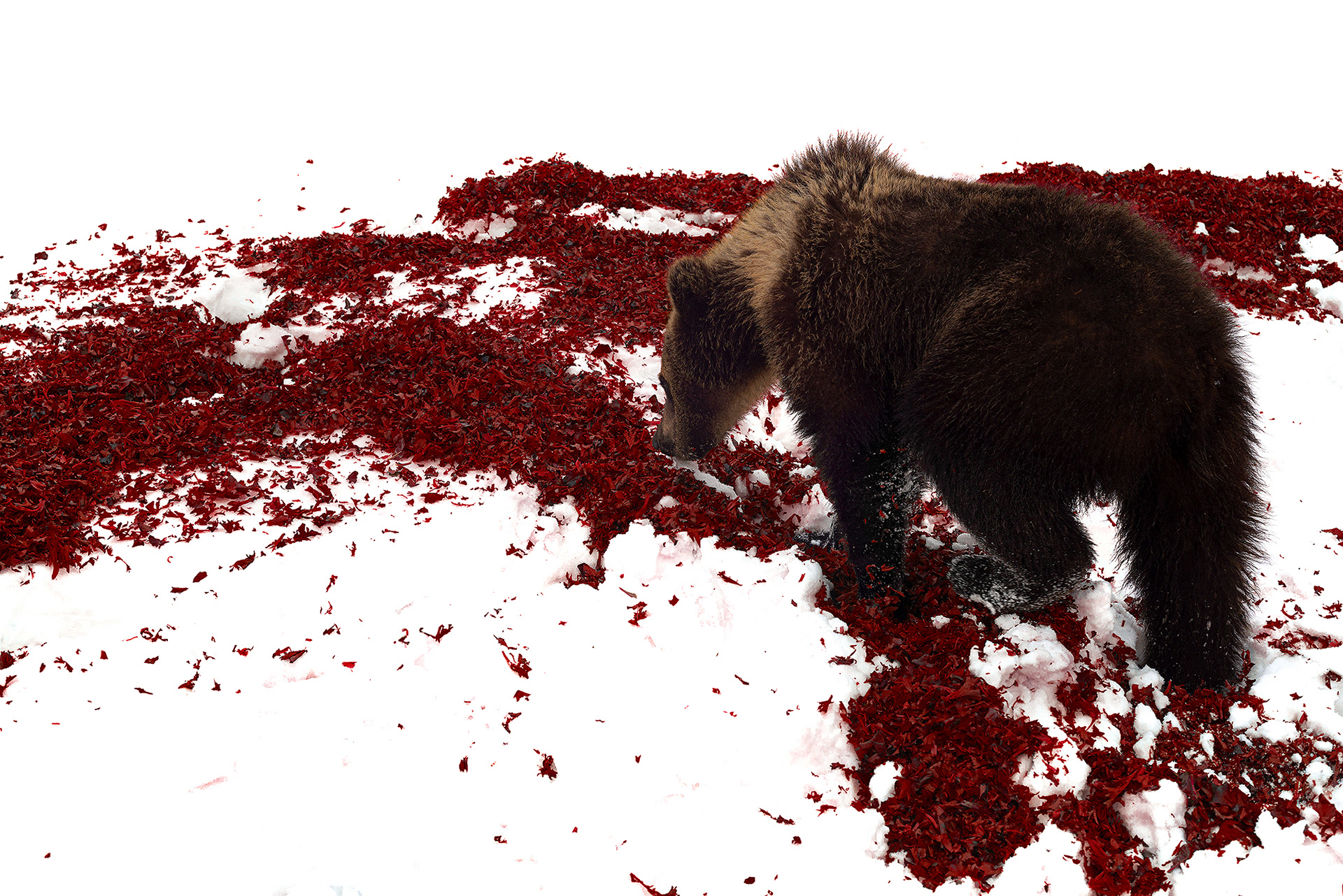 Профессиональный снимок медведя с лепестками цветов