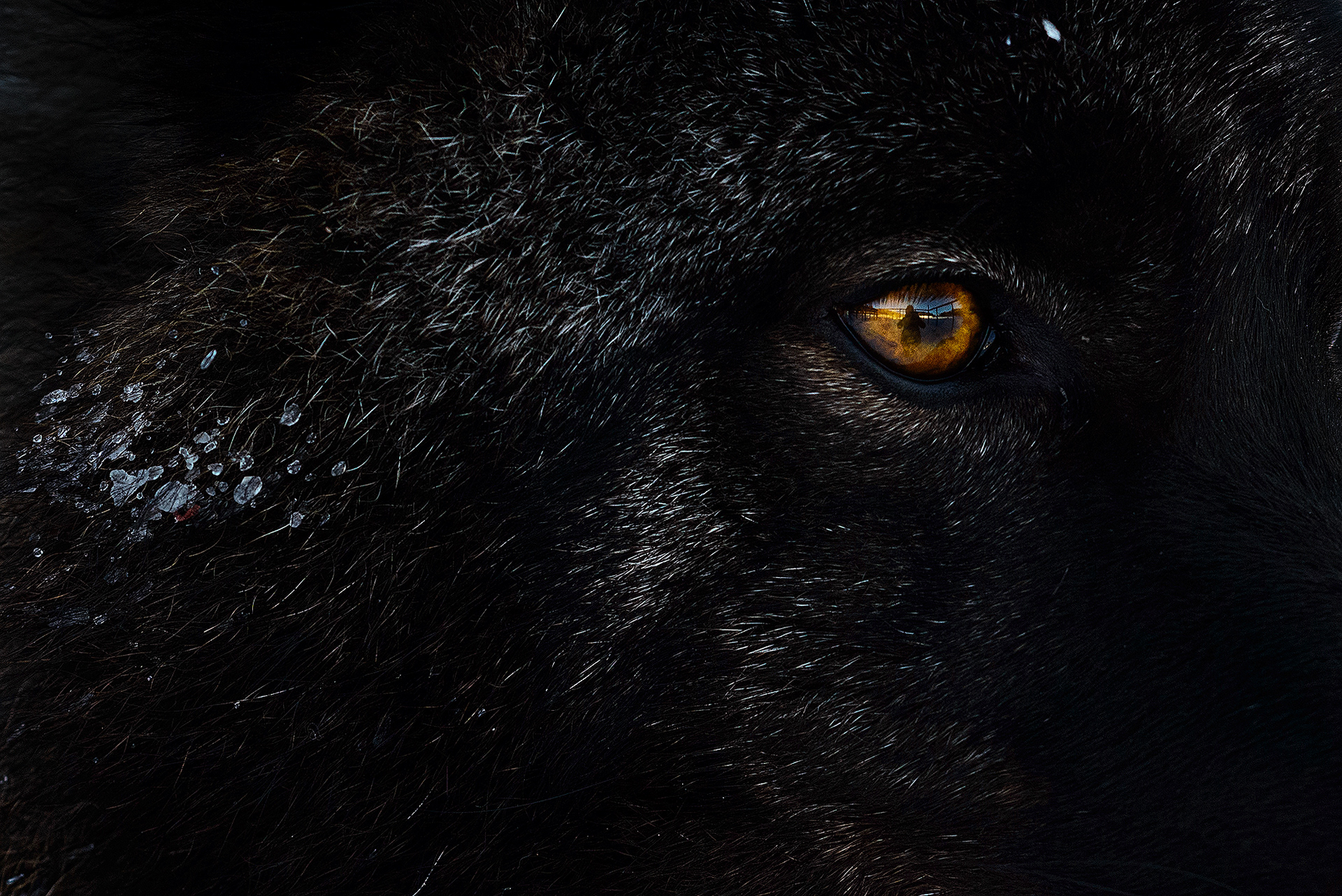 Профессиональный снимок глаза чёрного волка