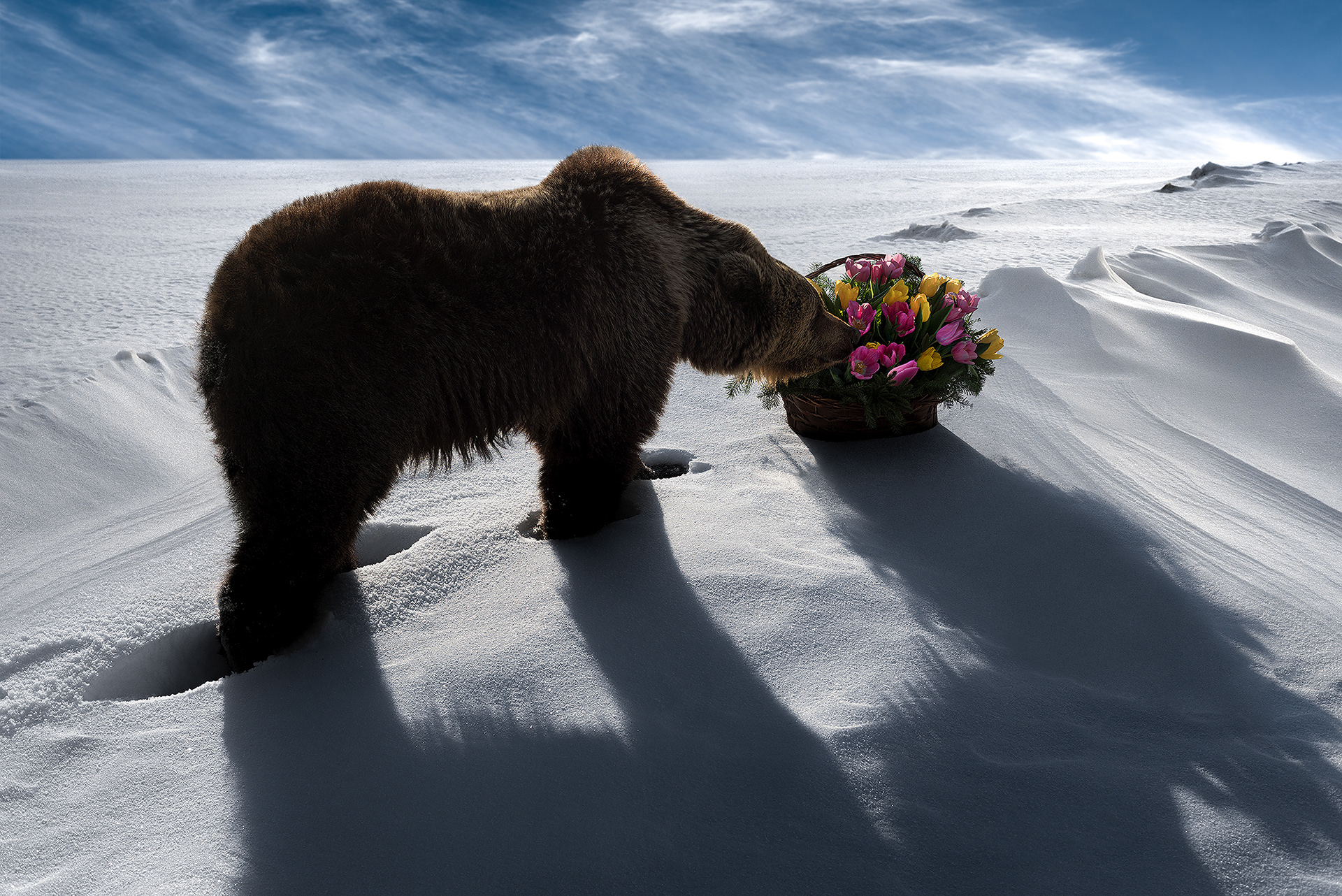 Профессиональный снимок медведицы с букетом цветов для рекламы цветочного магазина