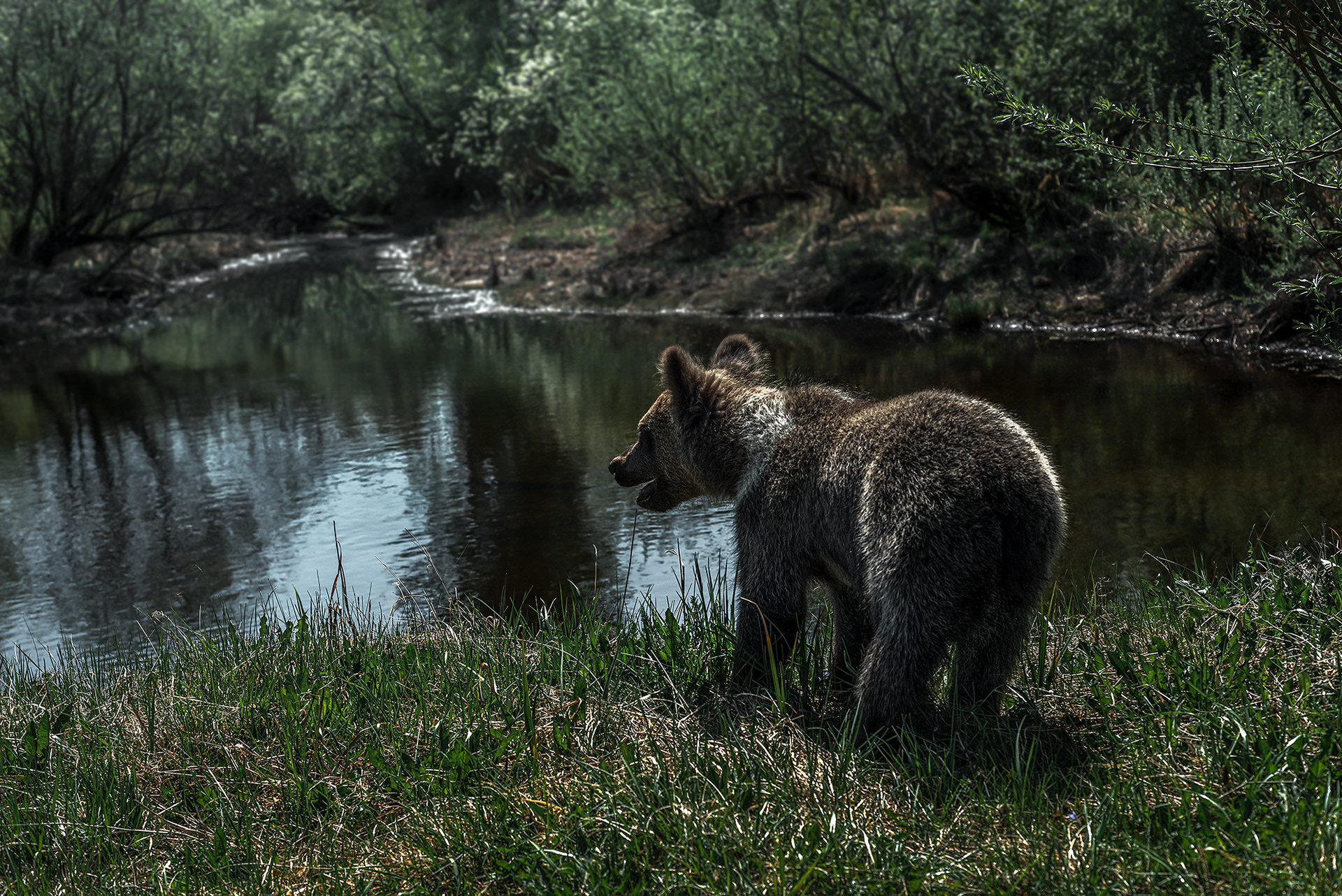 Профессиональный снимок медвежонка у реки