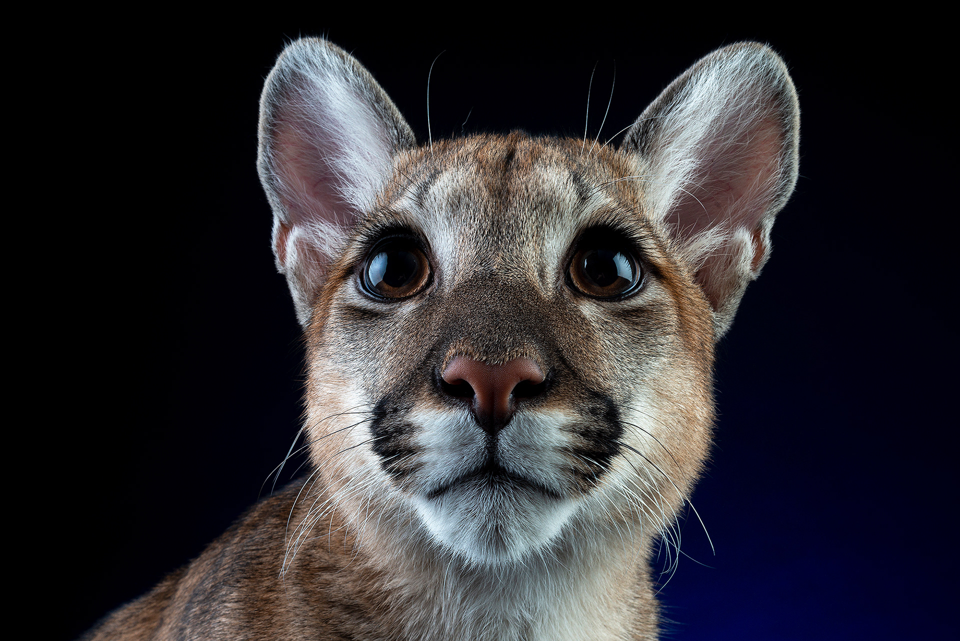 Профессиональный студийный снимок пумы